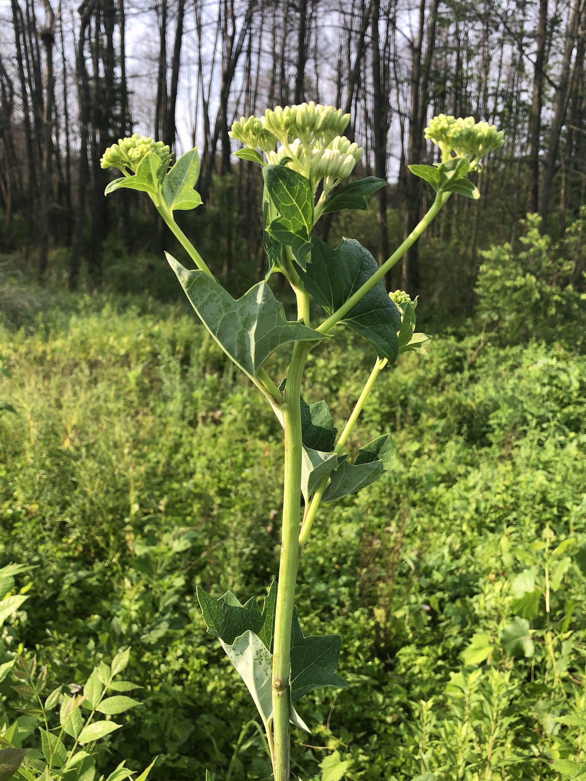 Pale Indian Plantain in Marion Dunn Prairie in Madison, Wisconsin on July 9, 2020.