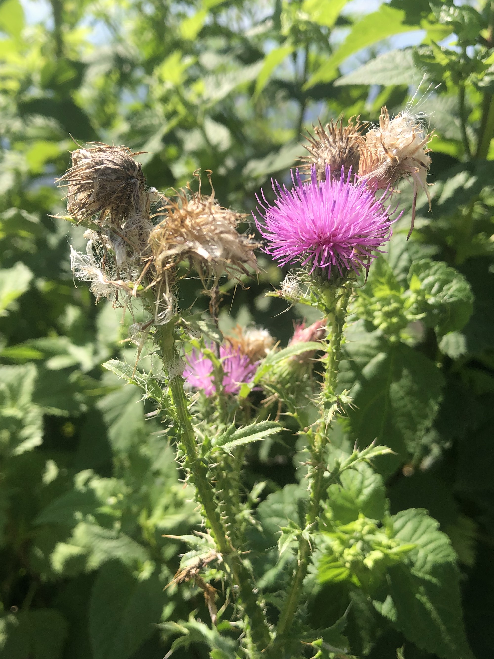 Plumeless Thistle on shore of Lake Wingra in Vilas Park in Madison, Wisconsin on August 26, 2022.