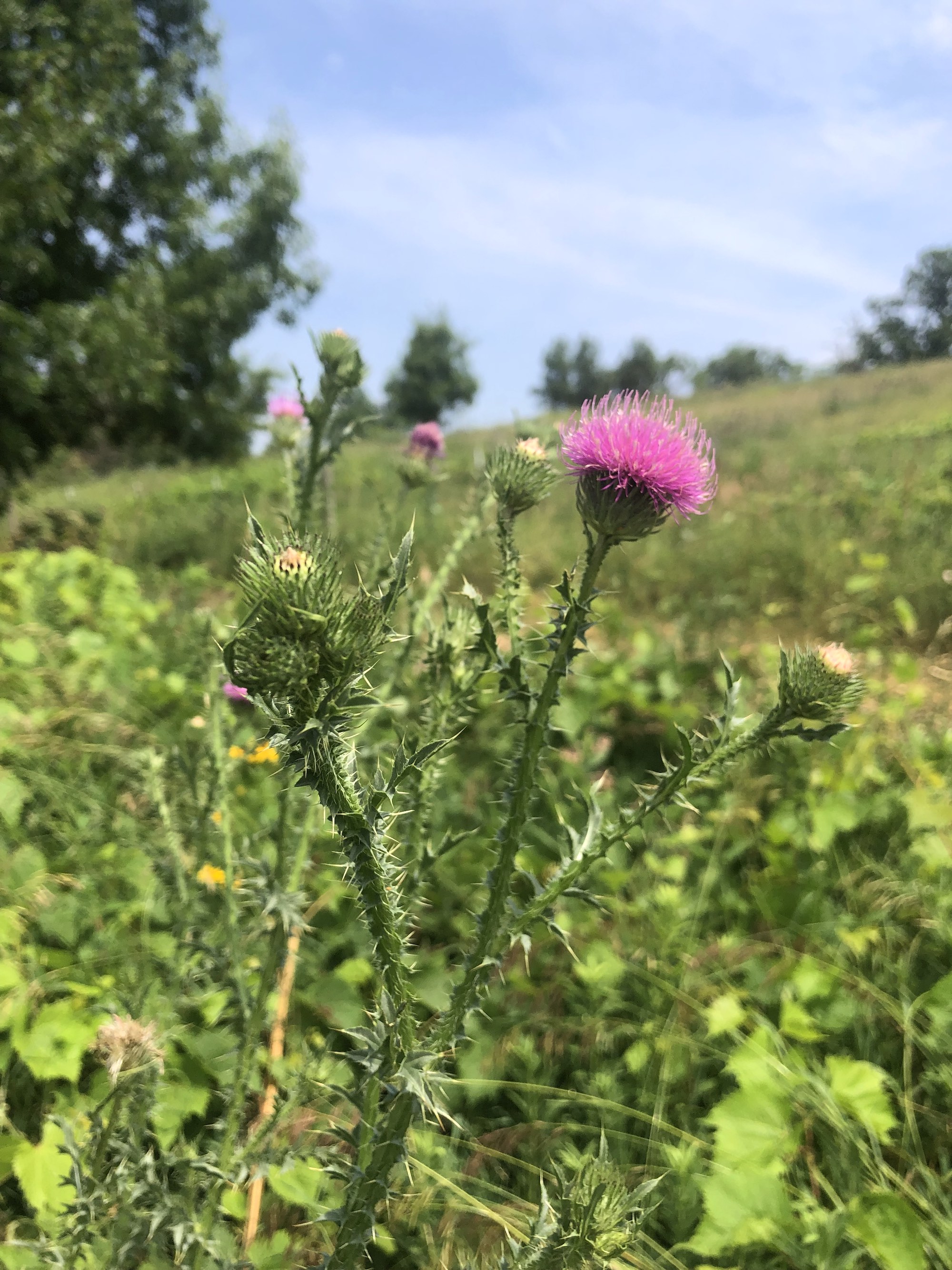 Plumeless Thistle in the Prairie Moraine Dog Park in Verona, Wisconsin on July 2, 2023.