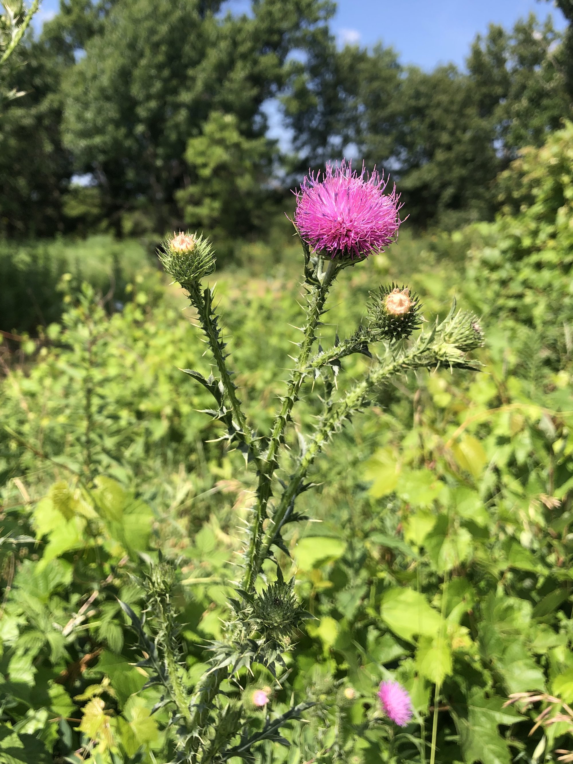 Plumeless Thistle in the Prairie Moraine Dog Park in Verona, Wisconsin on July 3, 2023.