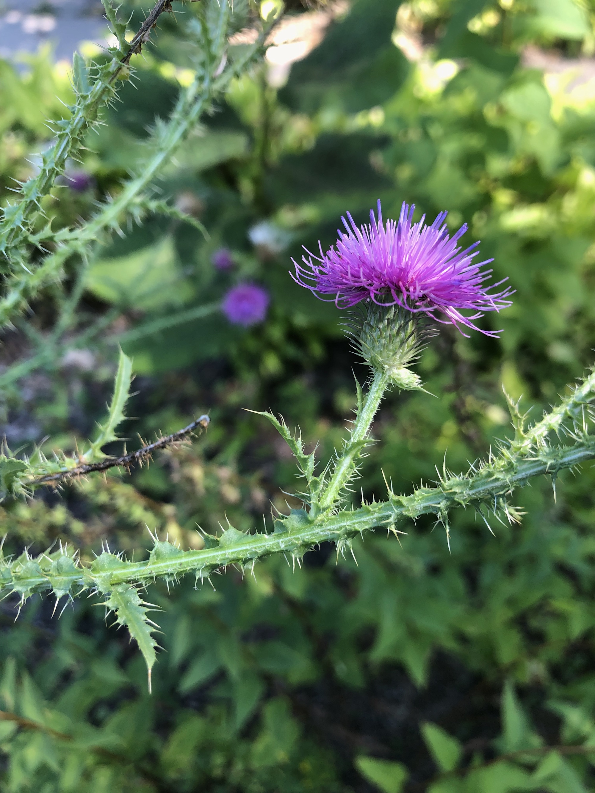Plumeless Thistle between sidewalk and curb on Tumalo Trail in Madison, Wisconsin on August 16, 2022.
