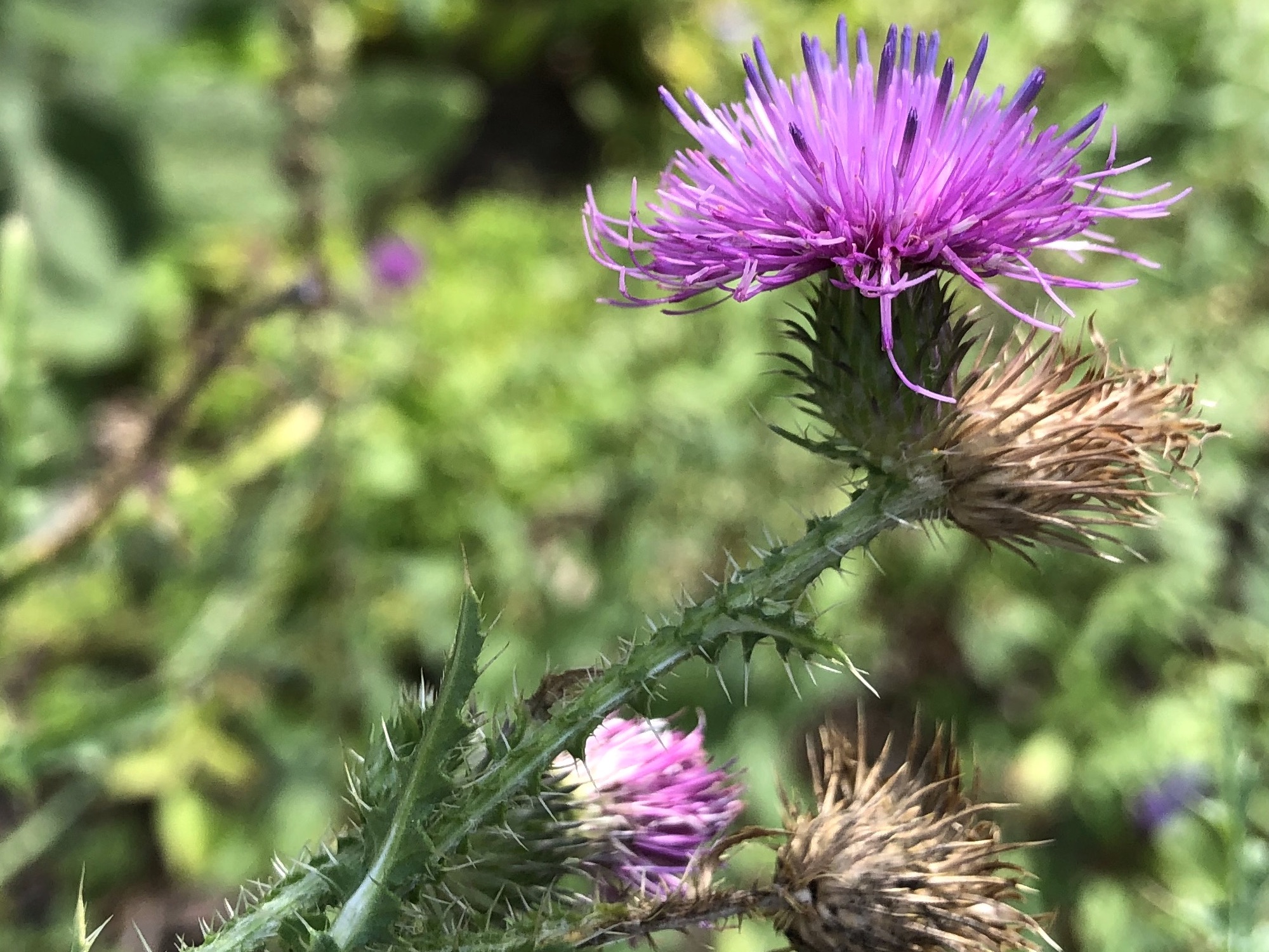 Plumeless Thistle between sidewalk and curb on Tumalo Trail in Madison, Wisconsin on August 16, 2022.