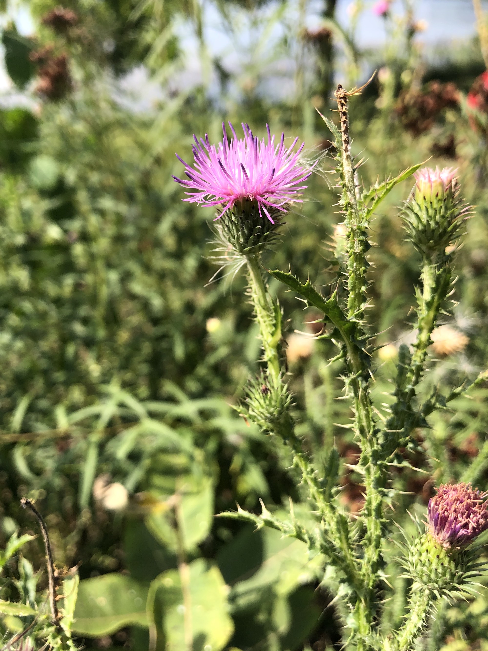 Plumeless Thistle on shore of Lake Wingra in Vilas Park in Madison, Wisconsin on August 24, 2022.