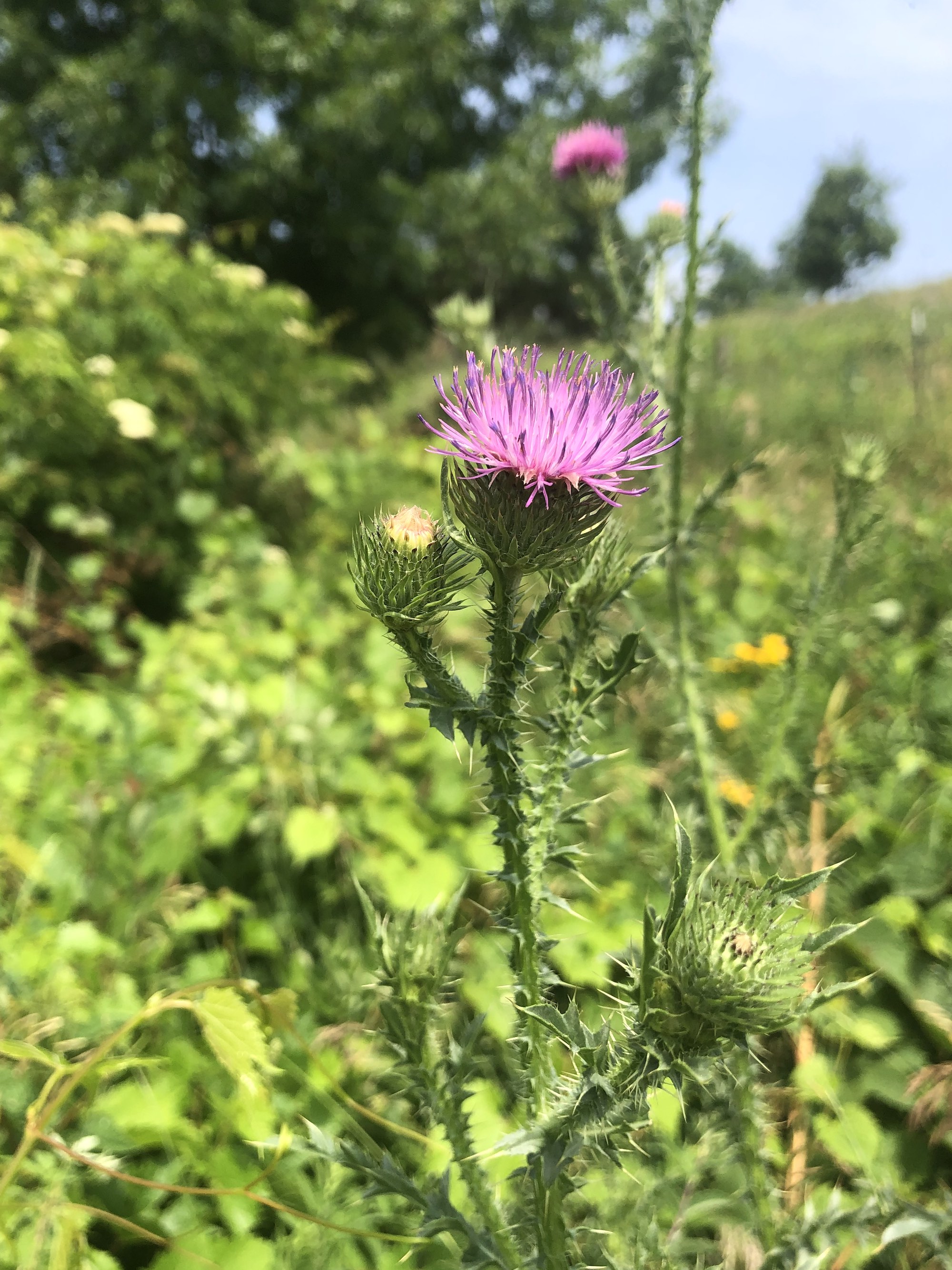 Plumeless Thistle in the Prairie Moraine Dog Park in Verona, Wisconsin on July 2, 2023.