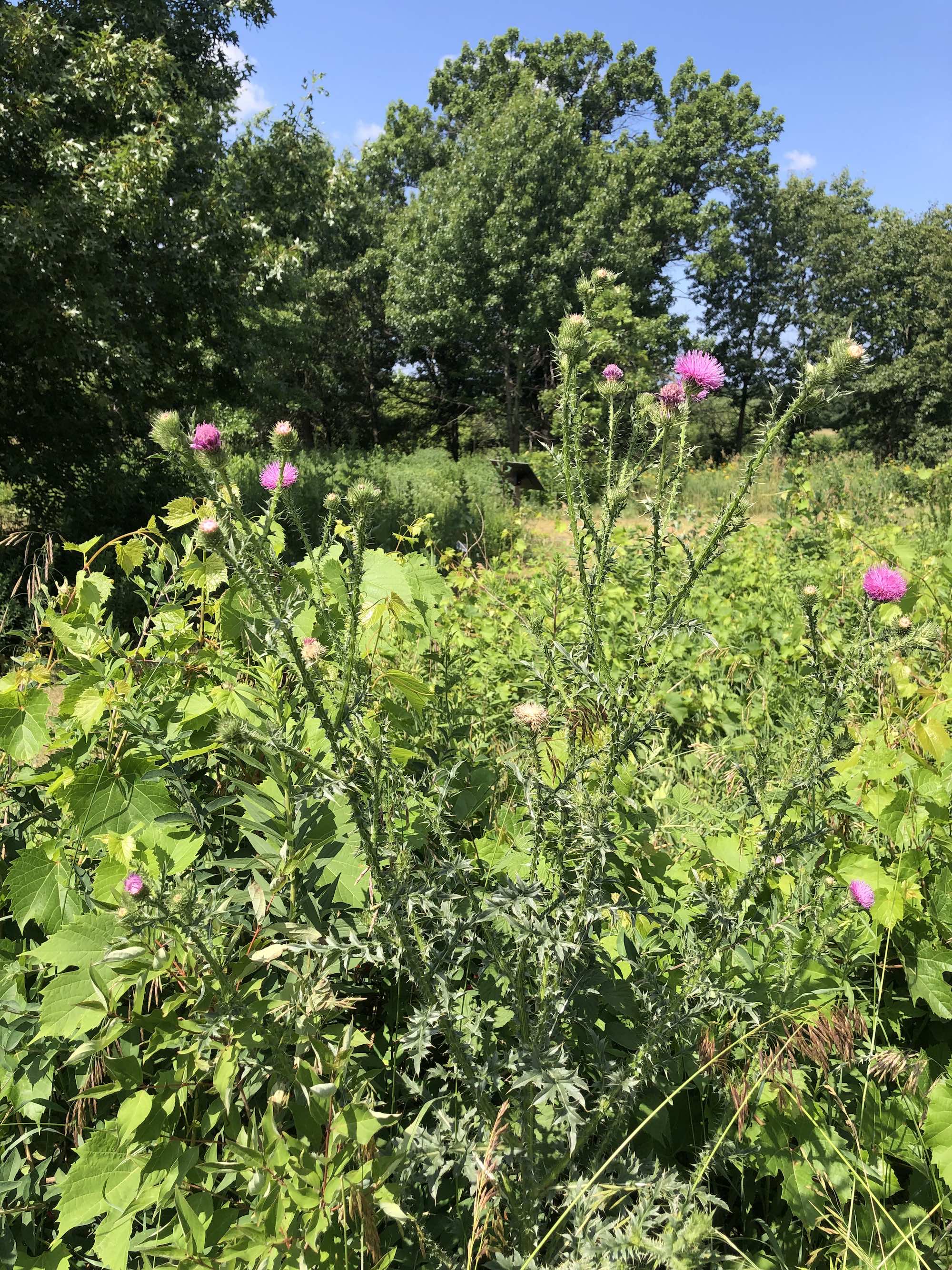 Plumeless Thistle in the Prairie Moraine Dog Park in Verona, Wisconsin on July 3, 2023.