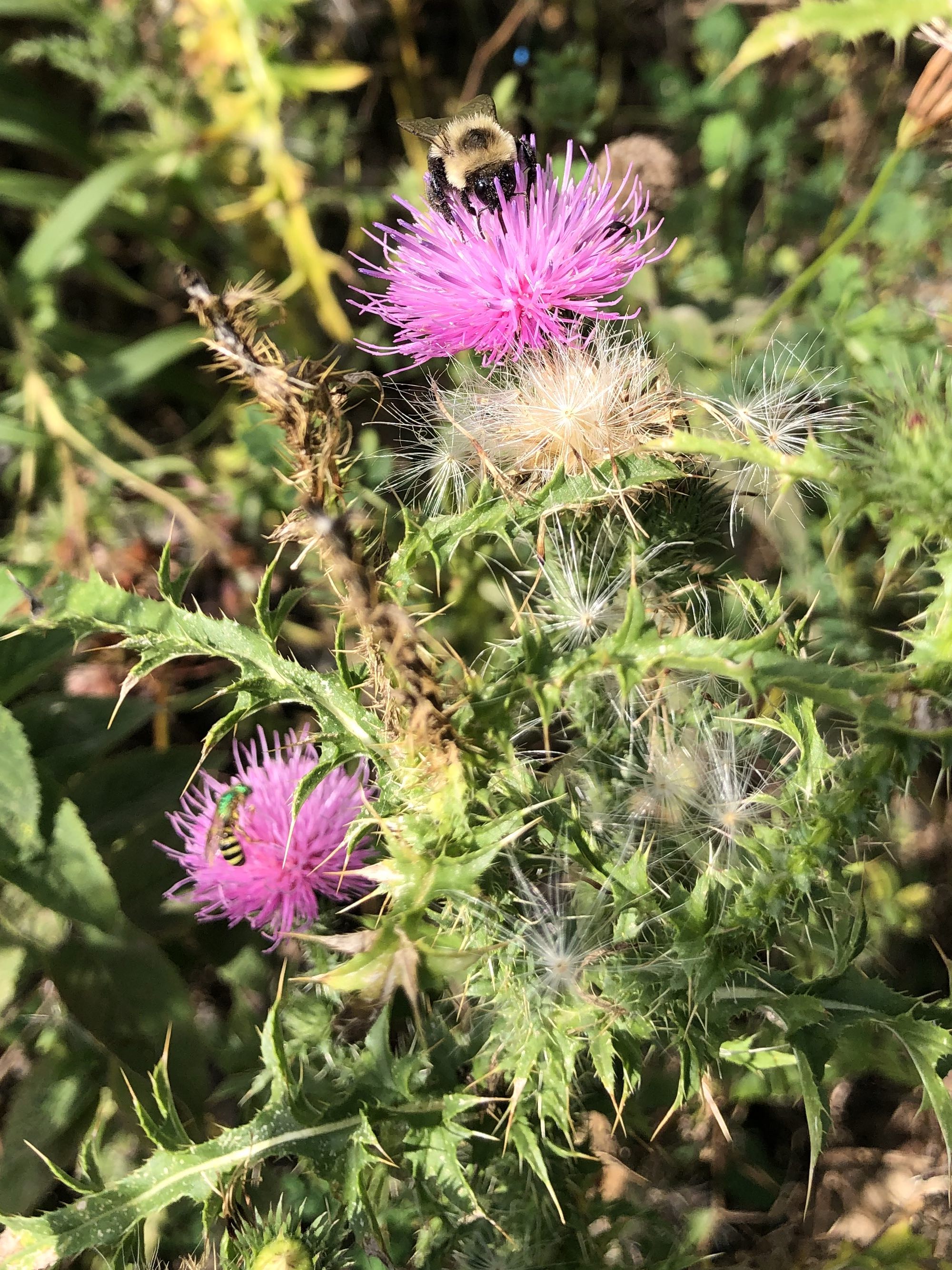 Bee on Plumeless Thistle on shore of Lake Wingra in Vilas Park in Madison, Wisconsin on August 24, 2022.