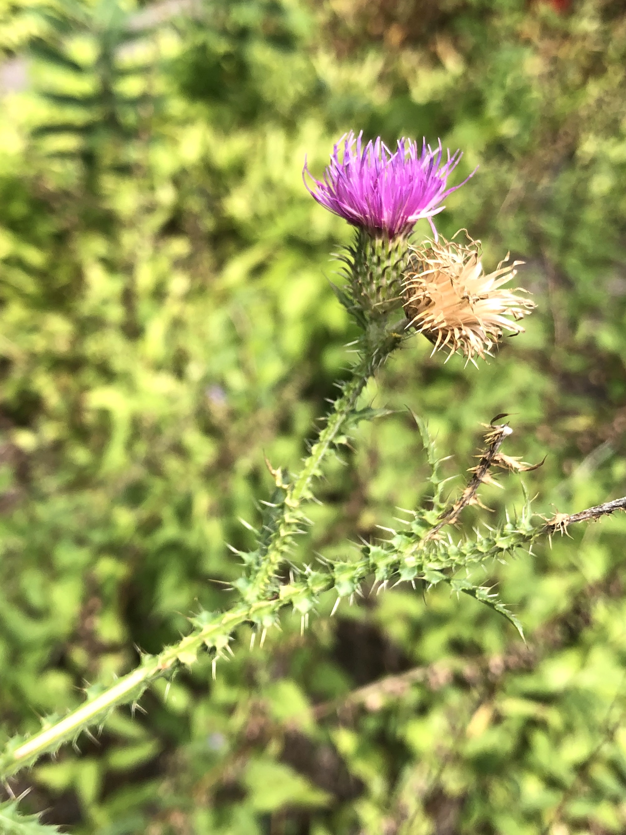 Plumeless Thistle by sidewalk on Tumalo Trail in Madison, Wisconsin on August 22, 2022.