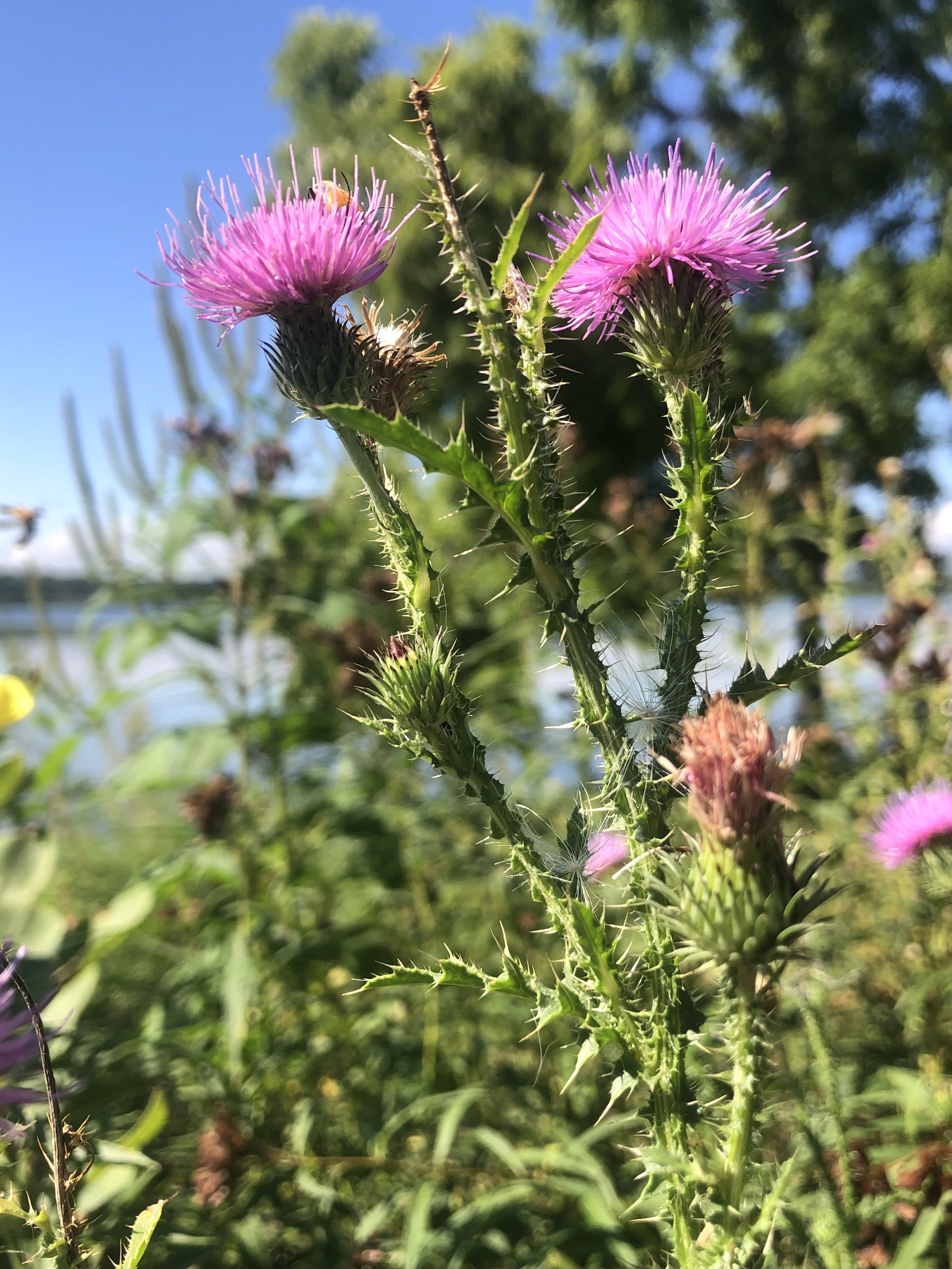 Plumeless Thistle on shore of Lake Wingra in Vilas Park in Madison, Wisconsin on August 26, 2022.