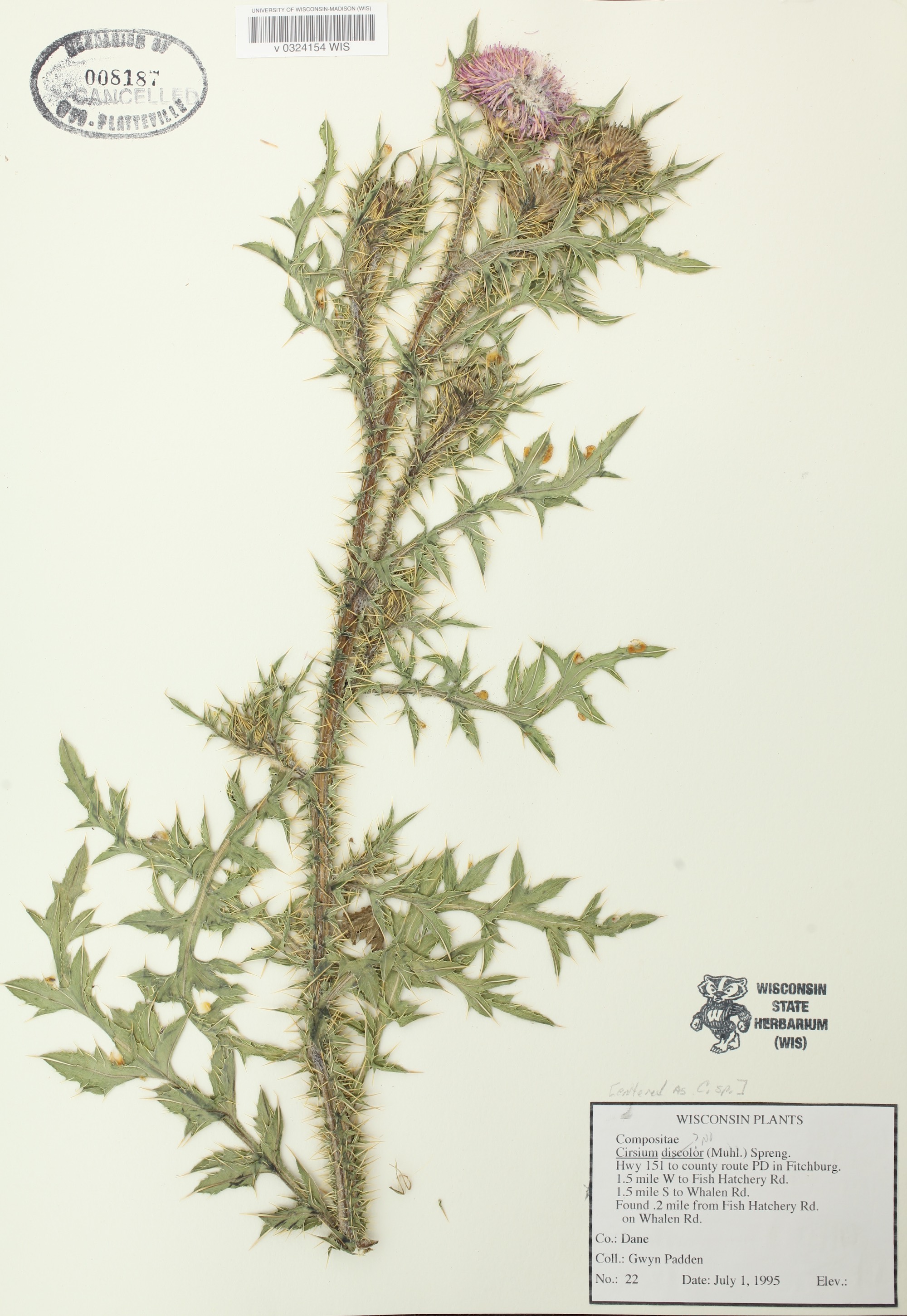  Plumeless Thistle specimen (wrongly labeled) collected in Dane County on Whalen Road near Fish Hatchery Road in Fitchburg, Wisconsin on July 1, 1995.