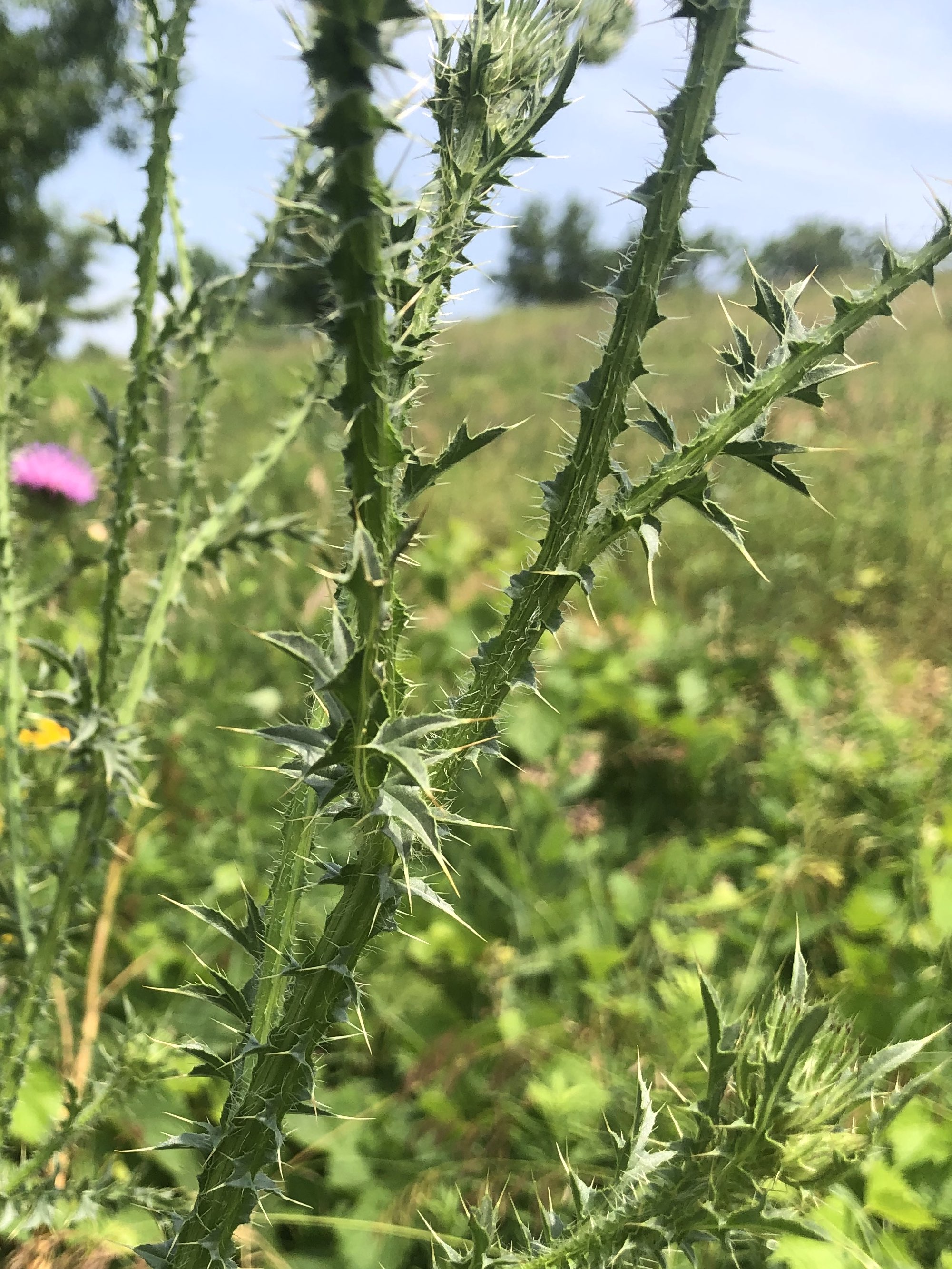 Plumeless Thistle stem in the Prairie Moraine Dog Park in Verona, Wisconsin on July 2, 2023.