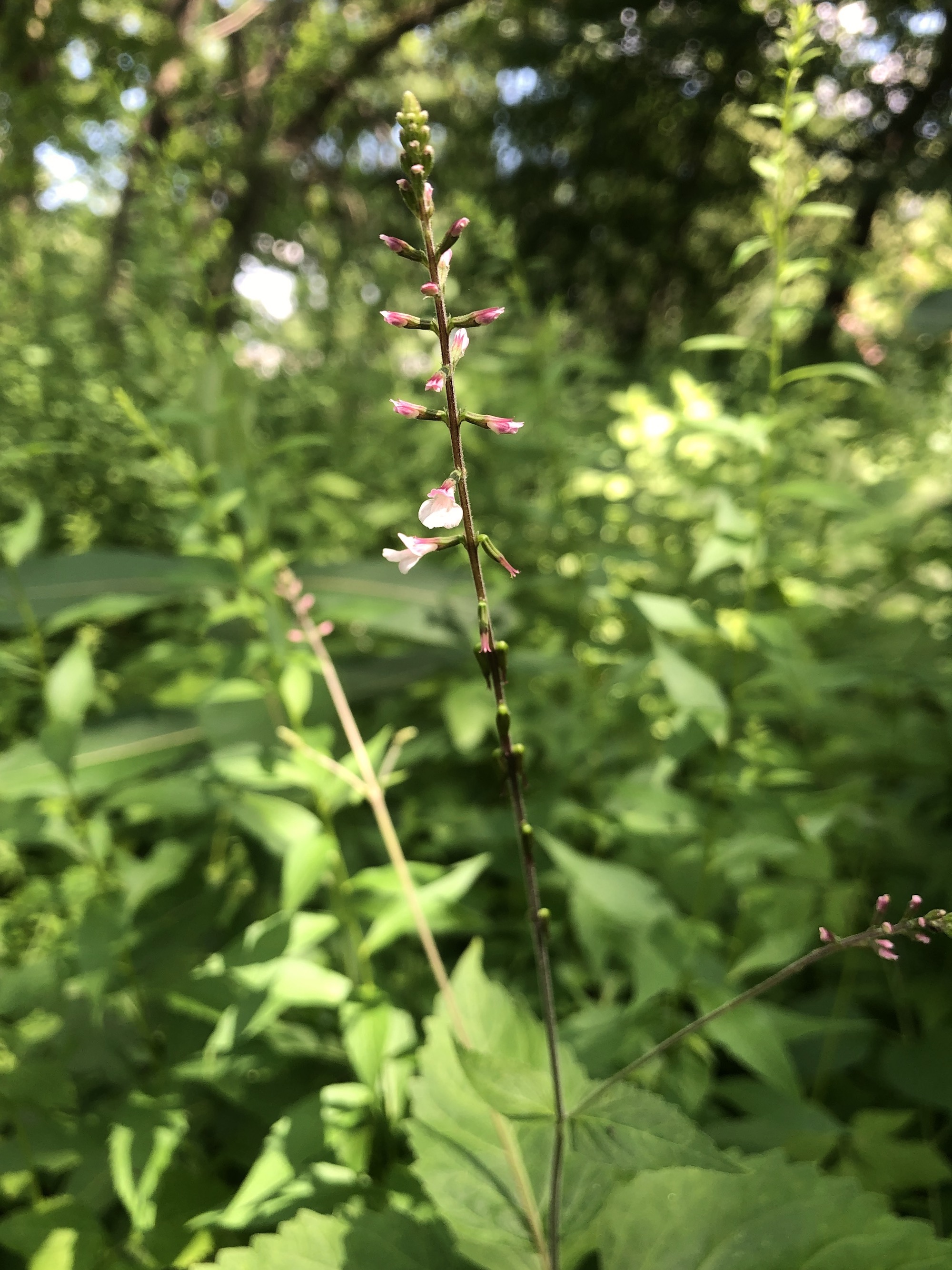 Pointed-leaf Tick-trefoil in Nakoma Park on June 30, 2021.