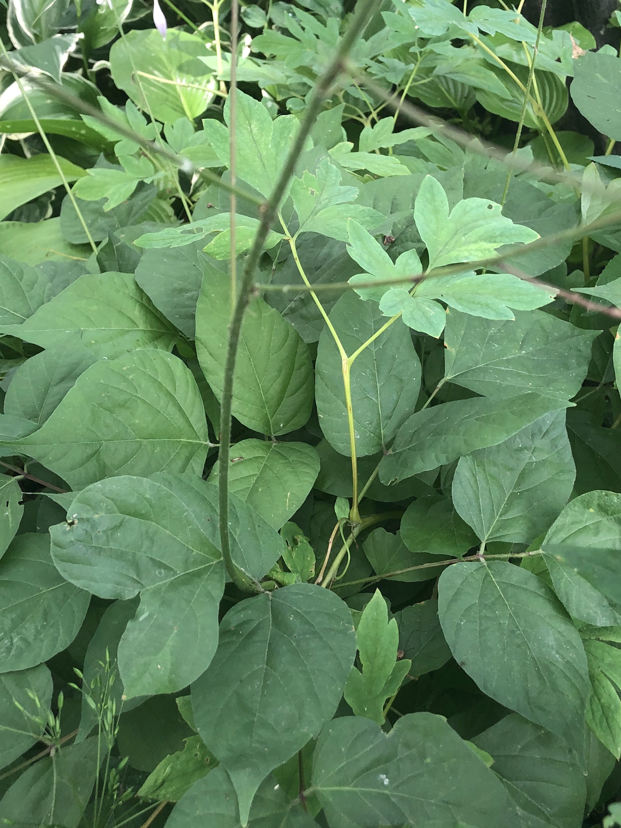 Pointed-leaf Tick-trefoil in Nakoma Park on July 14, 2020.
