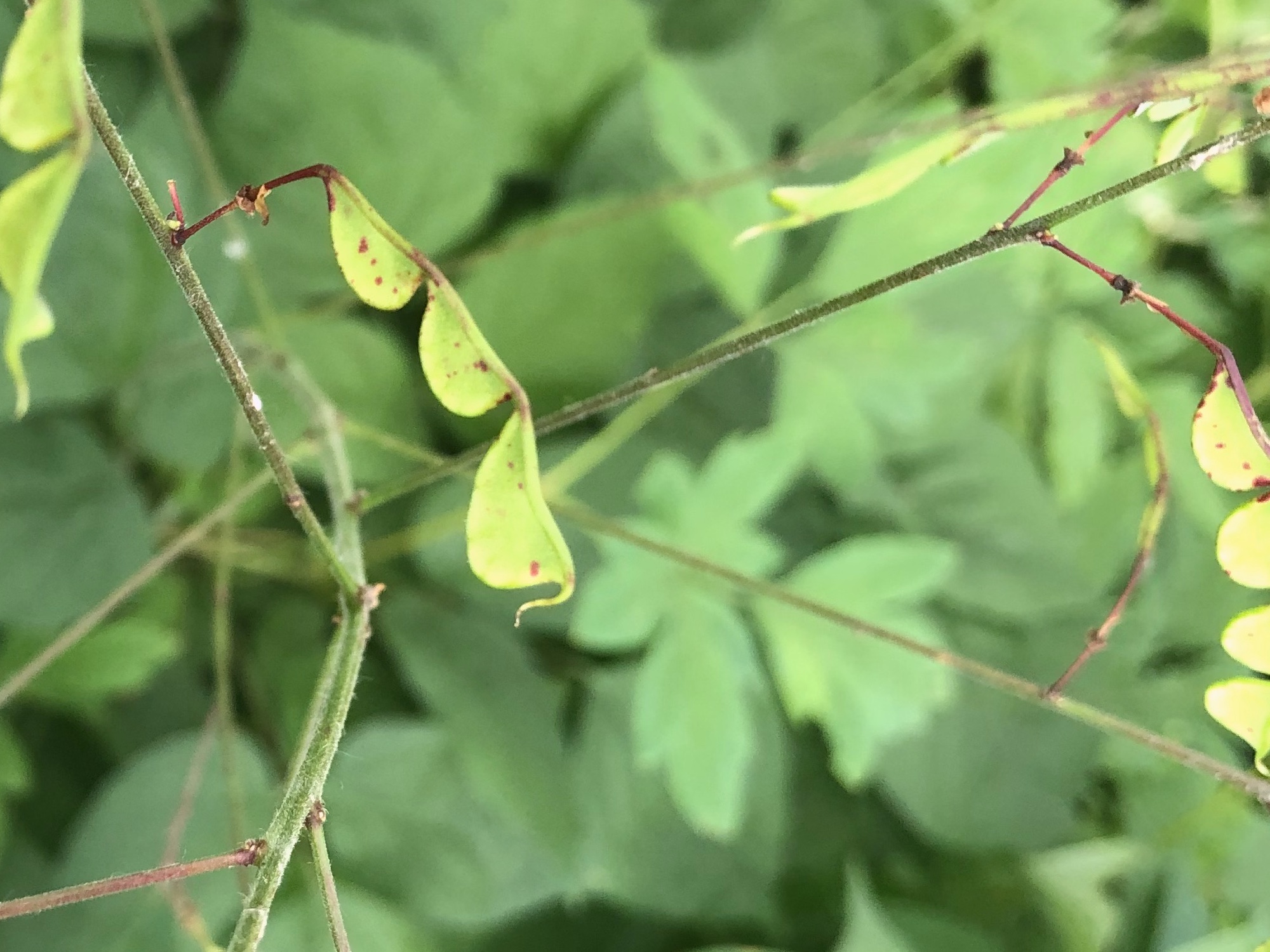 Pointed-leaf Tick-trefoil in Nakoma Park on July 14, 2020.