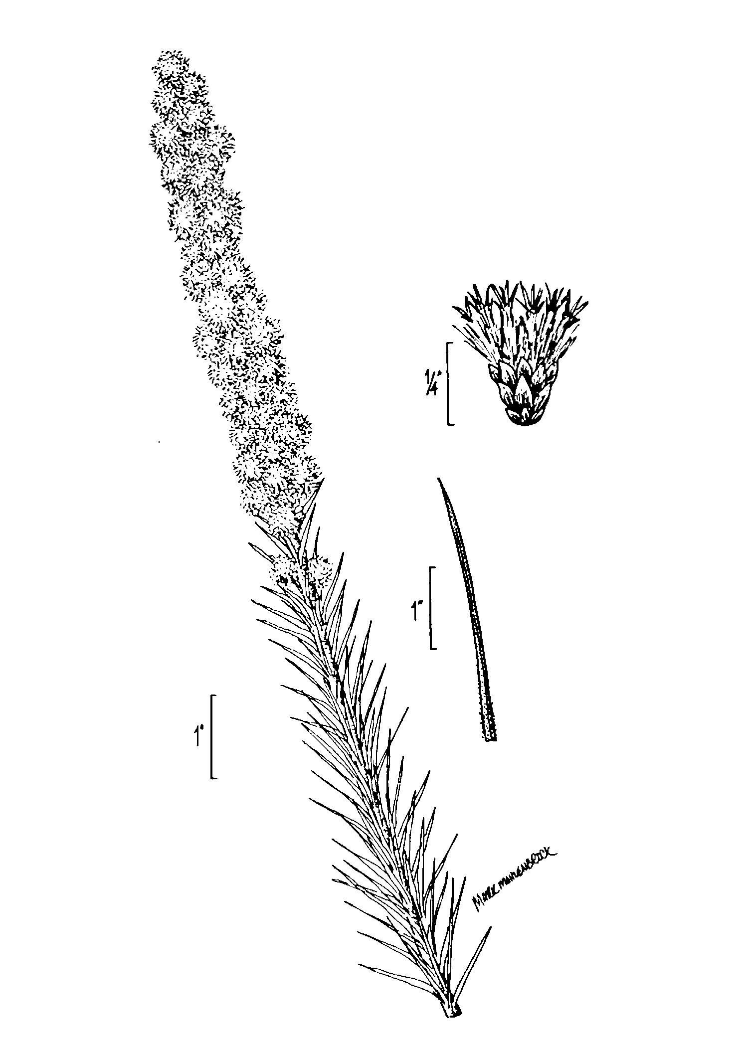 Prairie  Blazing Star botanical line drawing from USDA  NRCS, Wetland flora: Field office illustrated guide to plant species., USDA NRCS National Wetland Team.