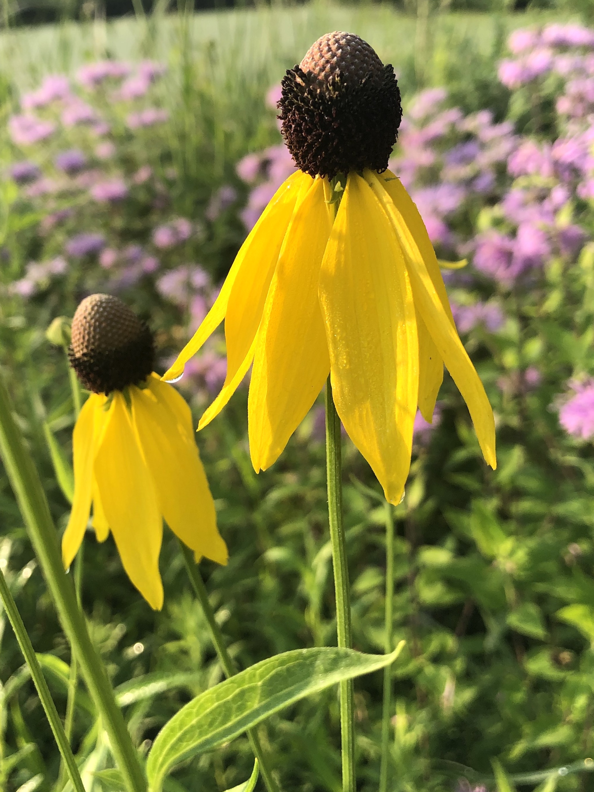 Gray-headed coneflower on shore of Marion Dunn Pond in Madison, Wisconsin on  July 16, 2021.