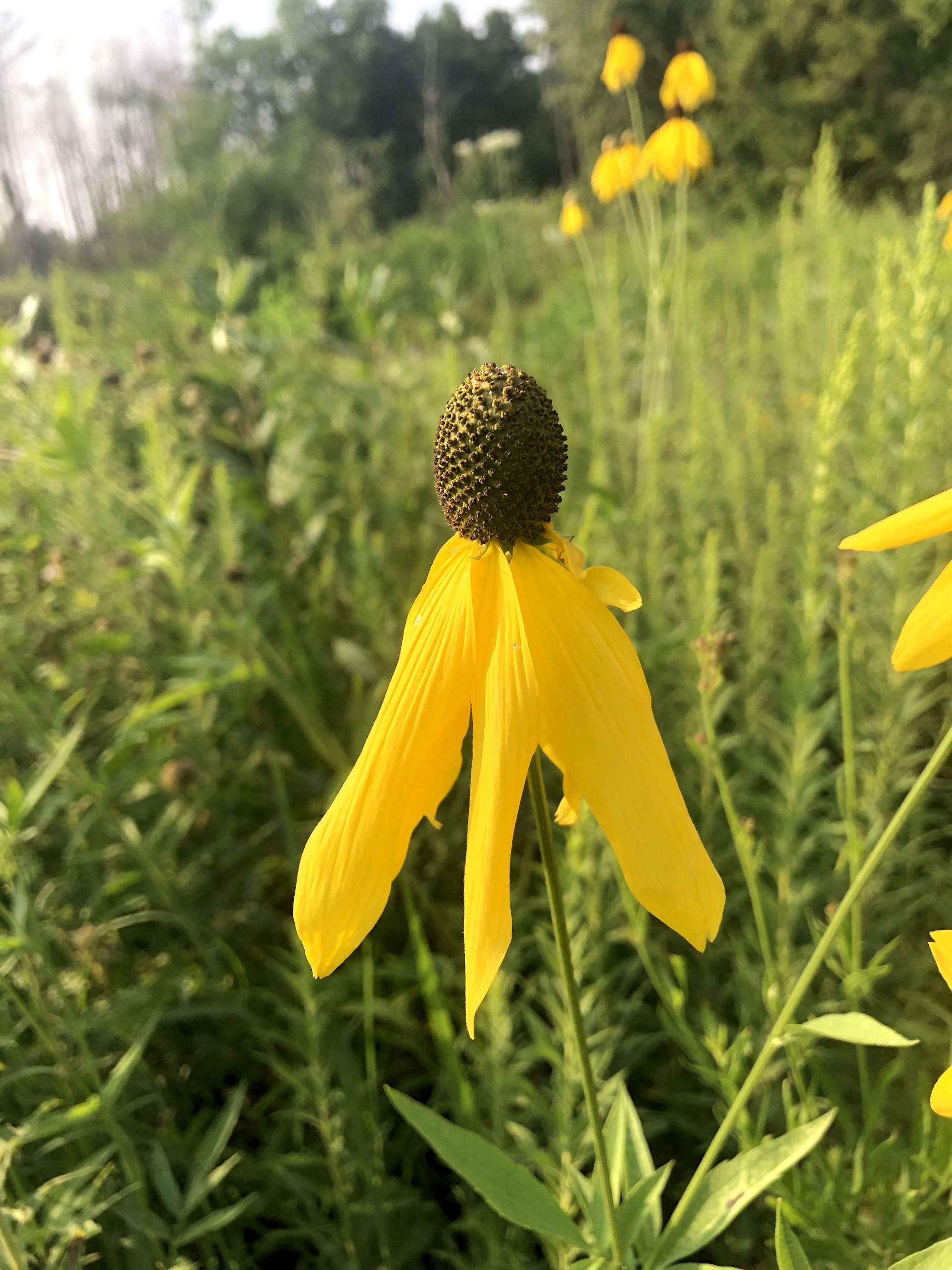 Gray-headed coneflower on shore of Marion Dunn Pond in Madison, Wisconsin on August 1, 2021.