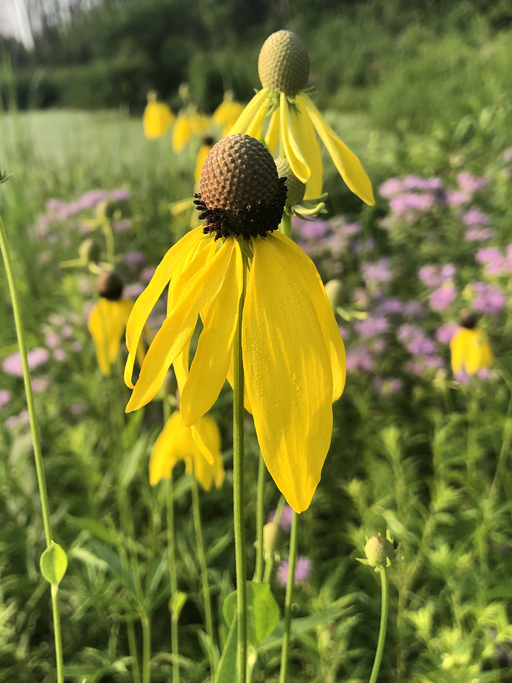 Gray-headed coneflower on shore of Marion Dunn Pond in Madison, Wisconsin on  July 16, 2021.