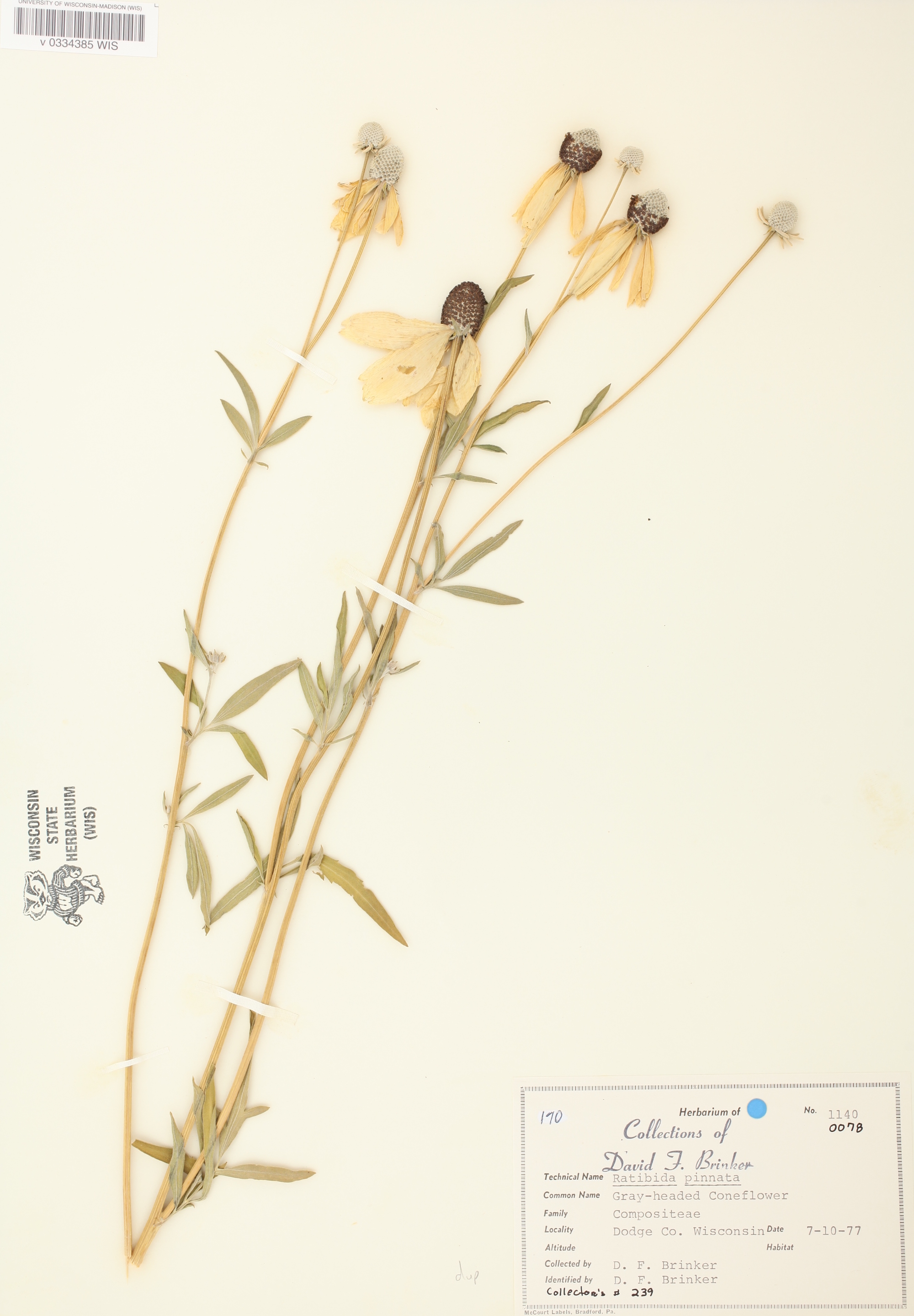 Gray-headed coneflower specimen collected in Dodge County, Wisconsin on July 10, 1977.