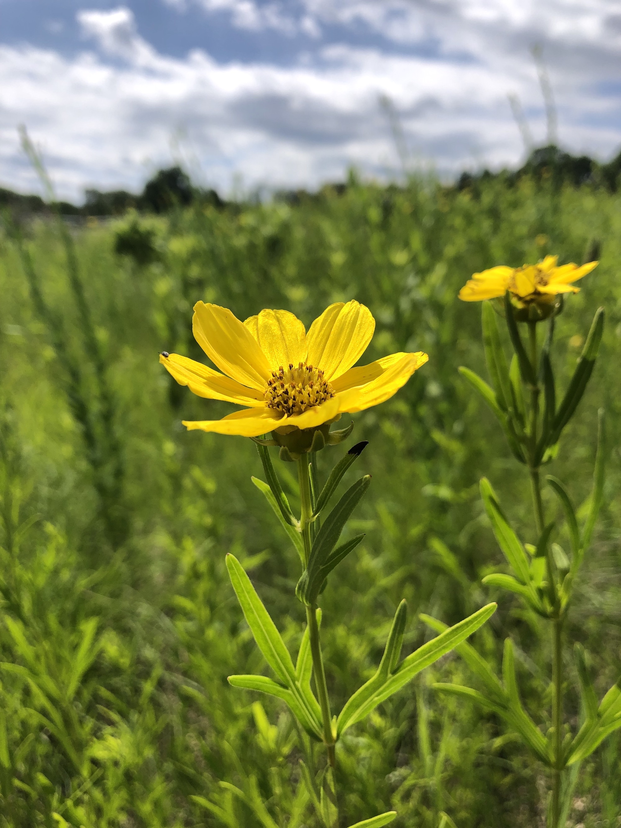 Prairie Coreopsis in UW Arboretum near Visitors Center in Madison, Wisconsin on June 22, 2021.