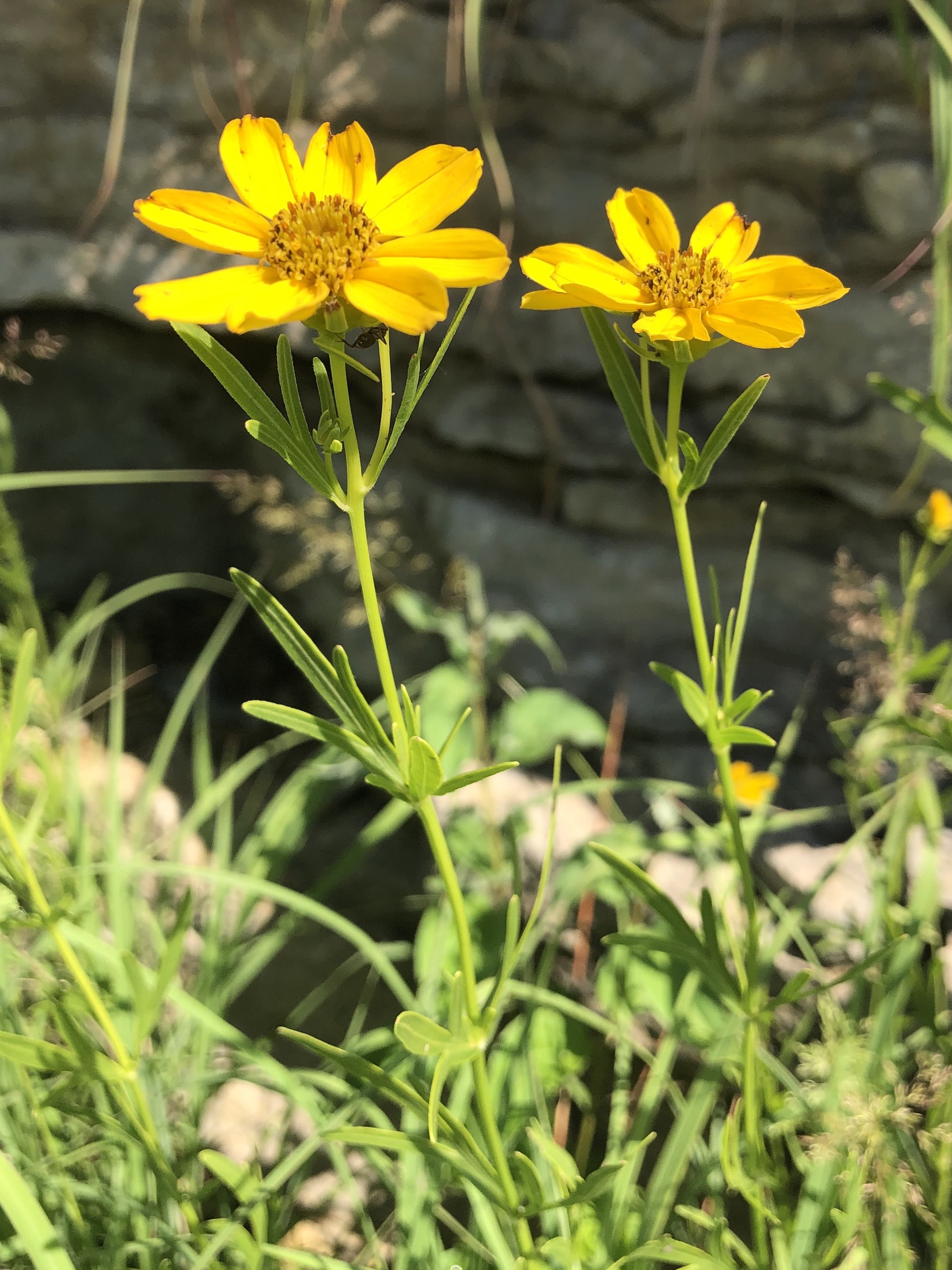 Prairie Coreopsis in UW Arboretum near Visitors Center in Madison, Wisconsin on June 18, 2021.