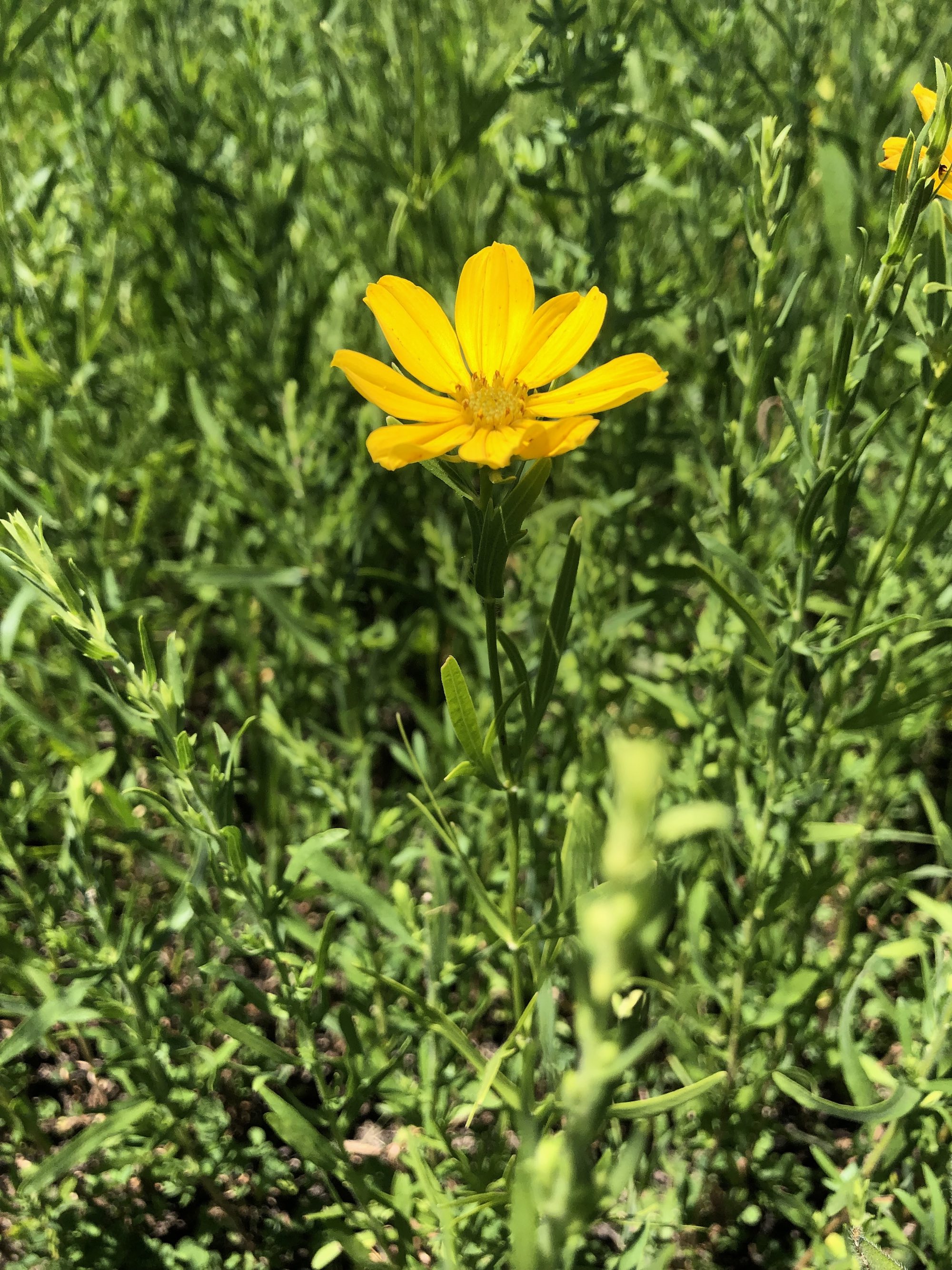 Prairie Coreopsis in UW Arboretum near Visitors Center in Madison, Wisconsin on June 19, 2021.