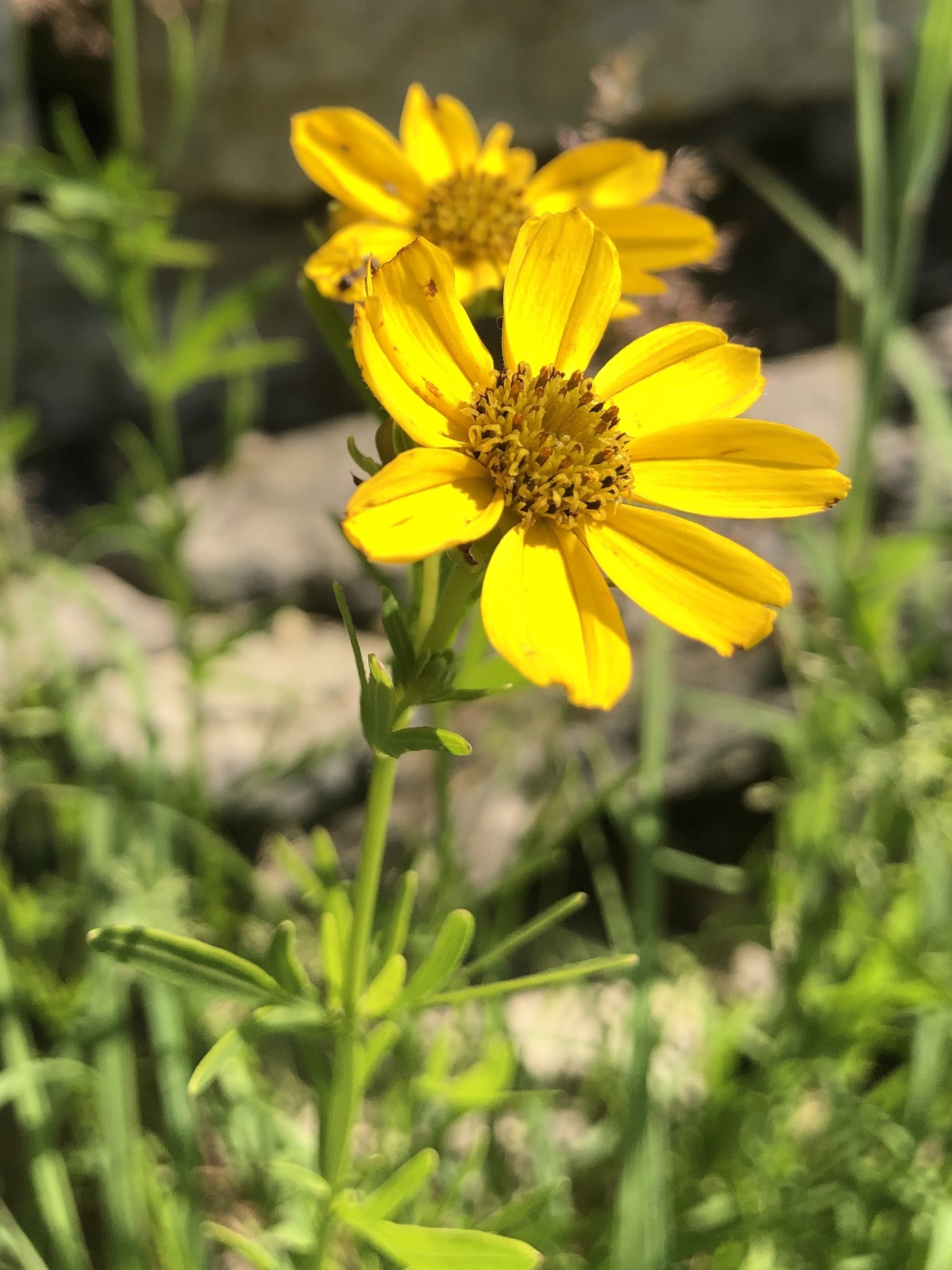 Prairie Coreopsis in UW Arboretum near Visitors Center in Madison, Wisconsin on June 18, 2021.