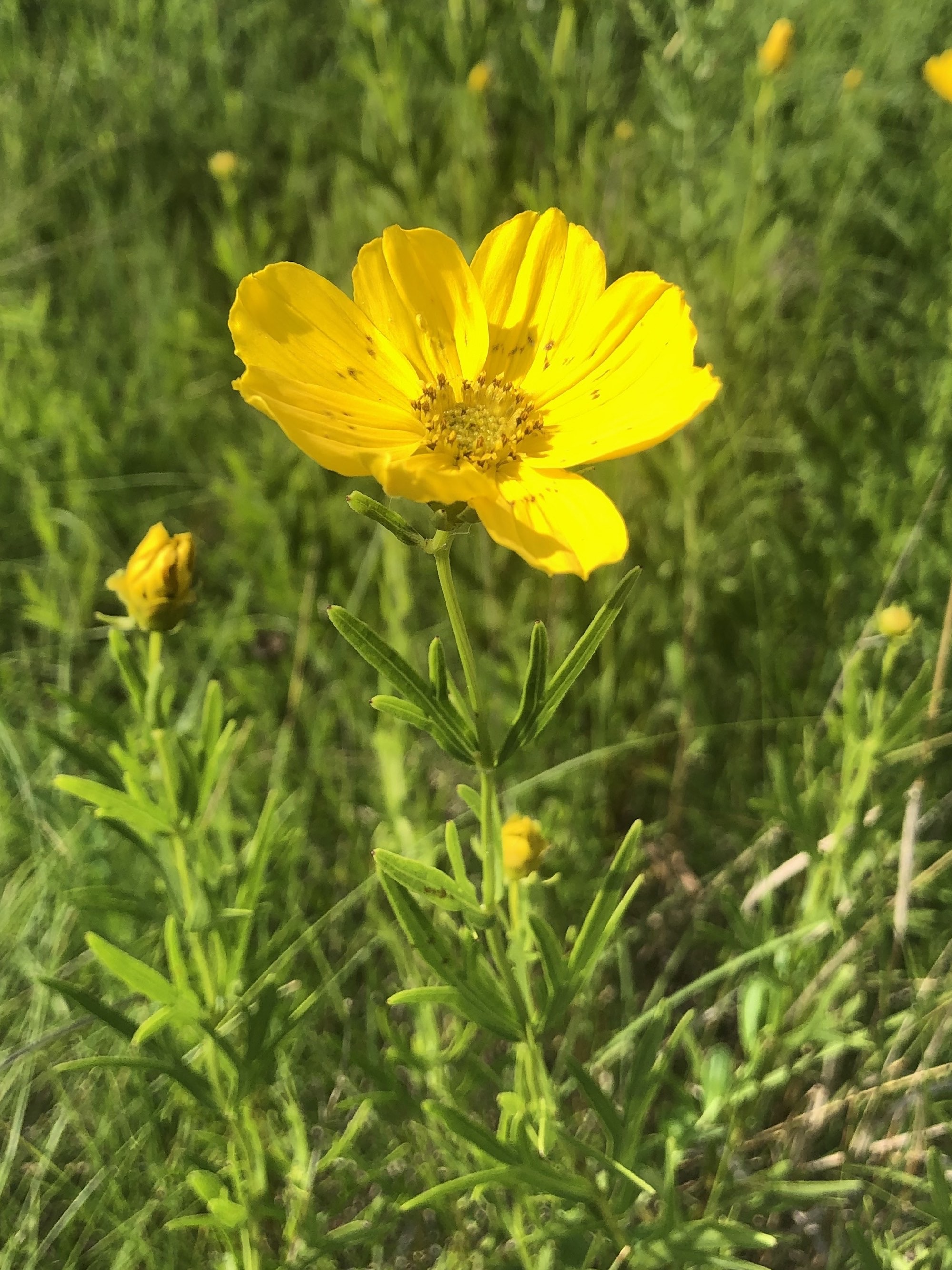 Prairie Coreopsis in UW Arboretum near Visitors Center in Madison, Wisconsin on July 1, 2020.