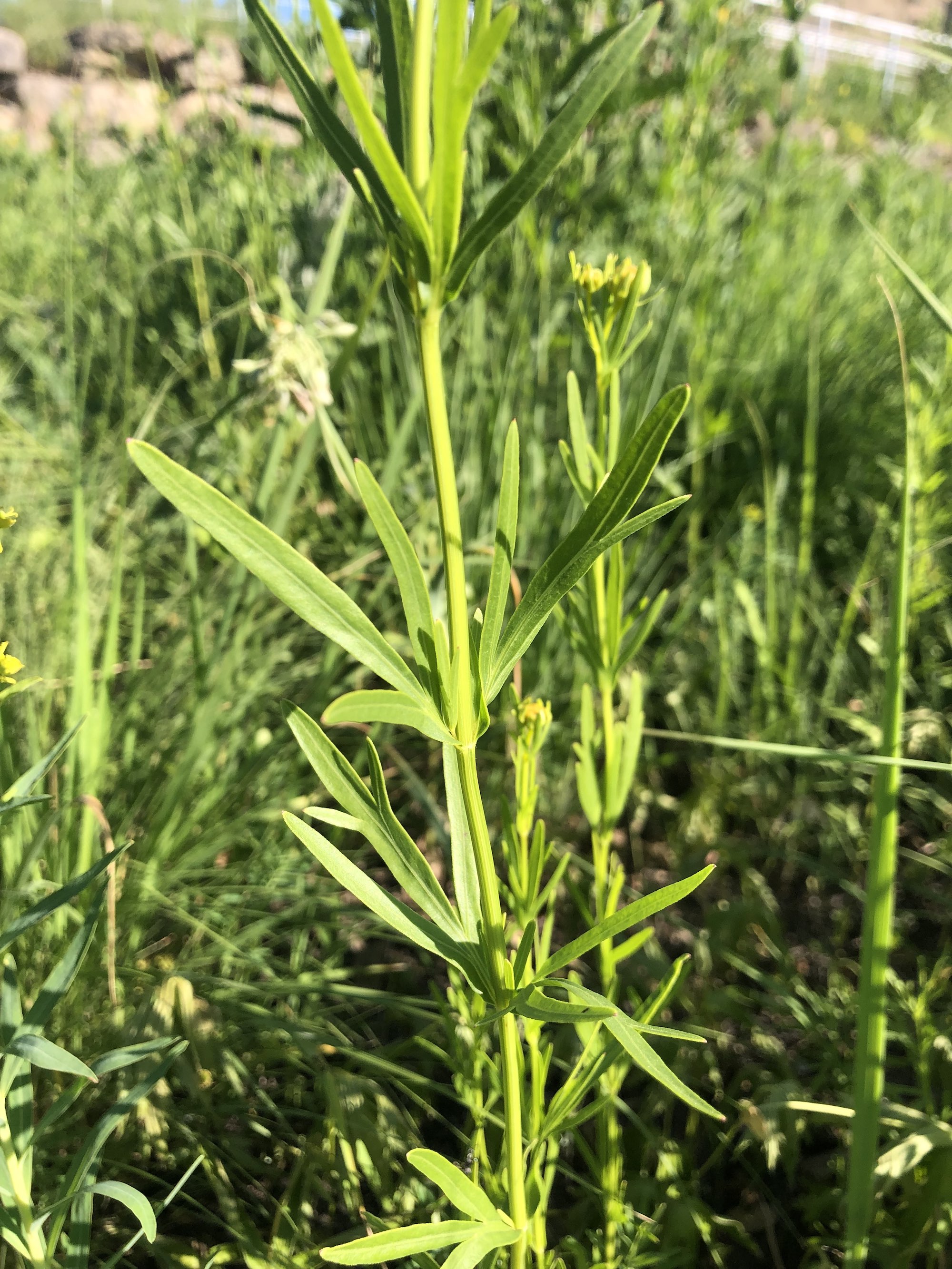 Prairie Coreopsis in UW Arboretum near Visitors Center in Madison, Wisconsin on June 16, 2021.