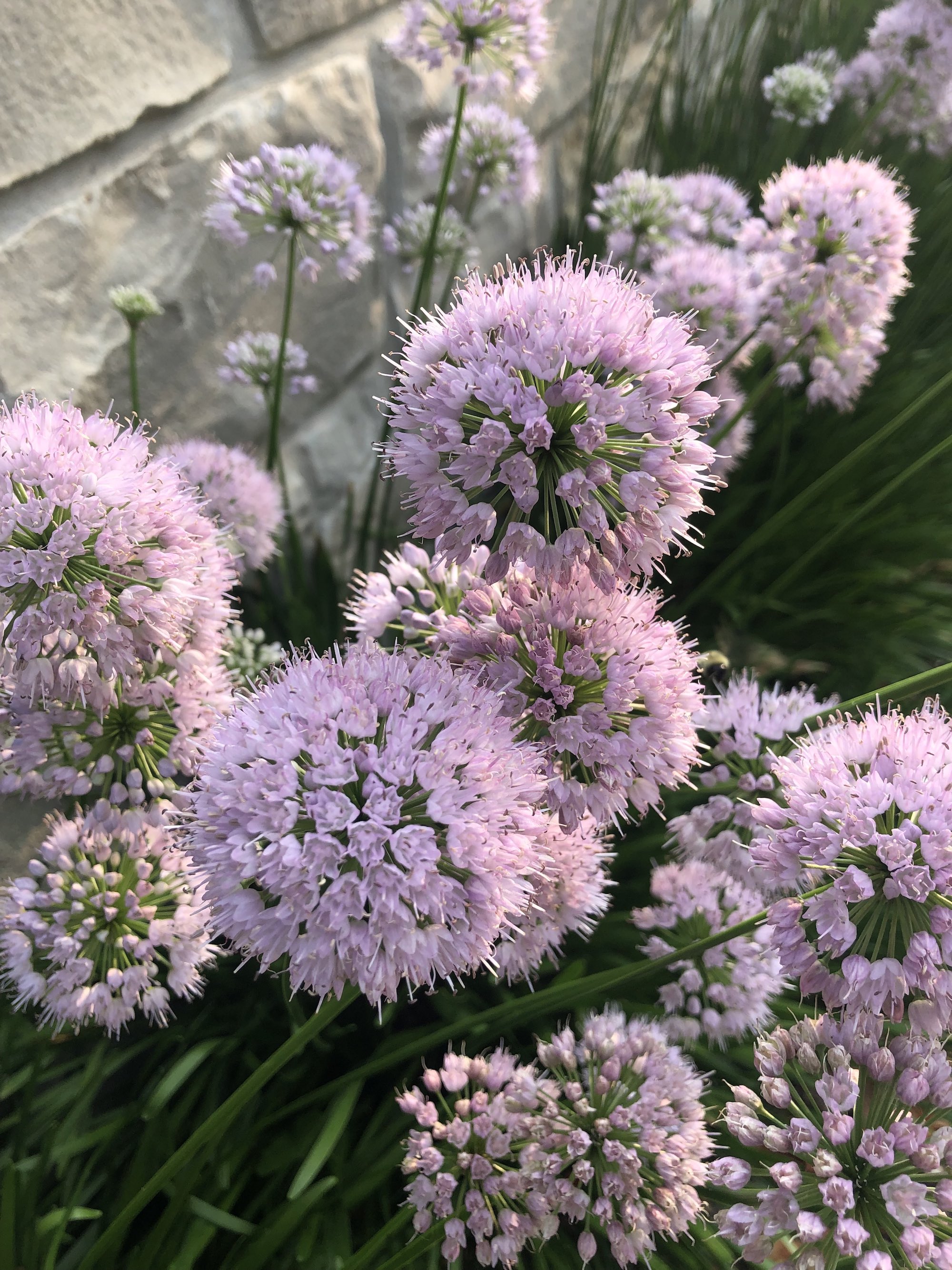 Cultivated Allium (Allium Tanguticum) along Arbor Drive by Temple Beth El stone wall on July 30, 2021.