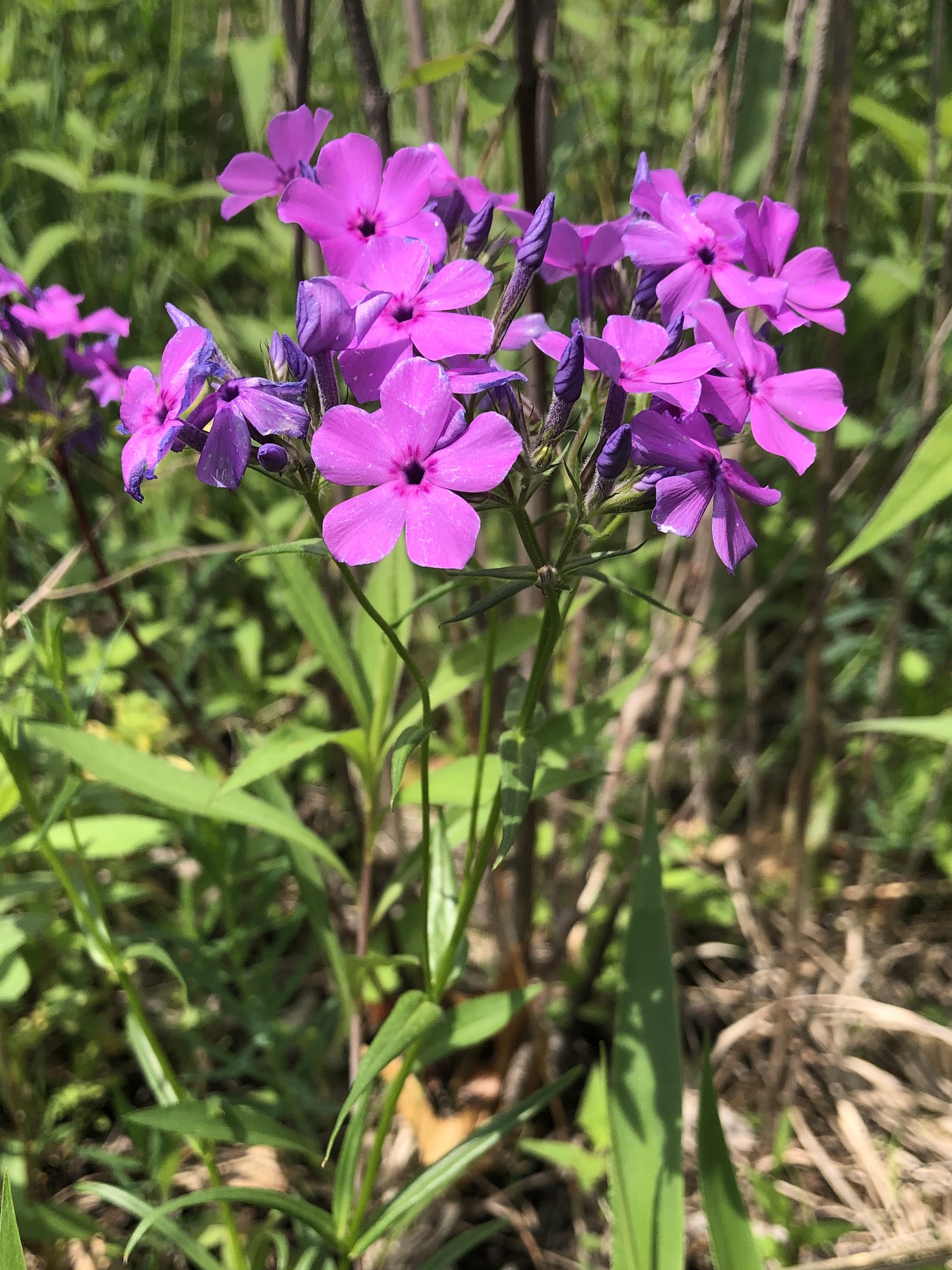 Prairie Phlox in the Curtis Prairie in the University of Wisconsin-Madison Arboretum in Madison, Wisconsin on May 30, 2022.