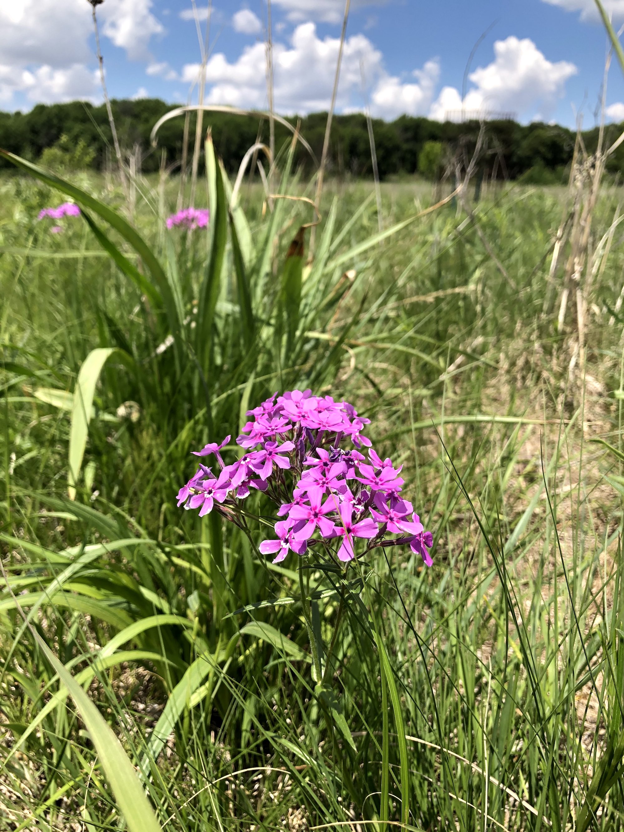 Prairie Phlox in UW Arboretum's Greene Prairie in Madison, Wisconsin on June 1, 2021.