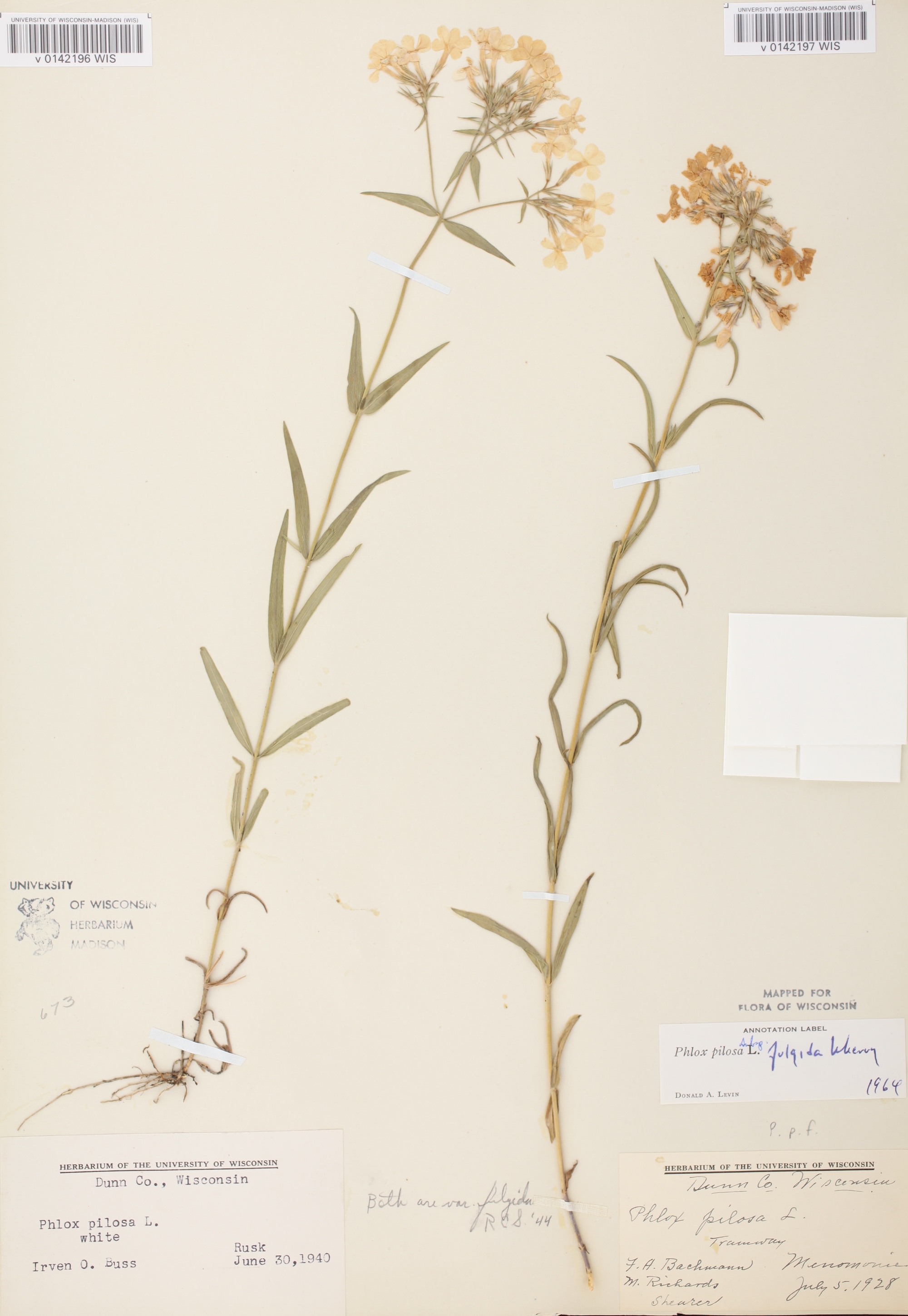 Prairie Phlox (Phlox pilosa) specimen collected in Dunn County near Menomonie, Wisconsin on July 5, 1928.