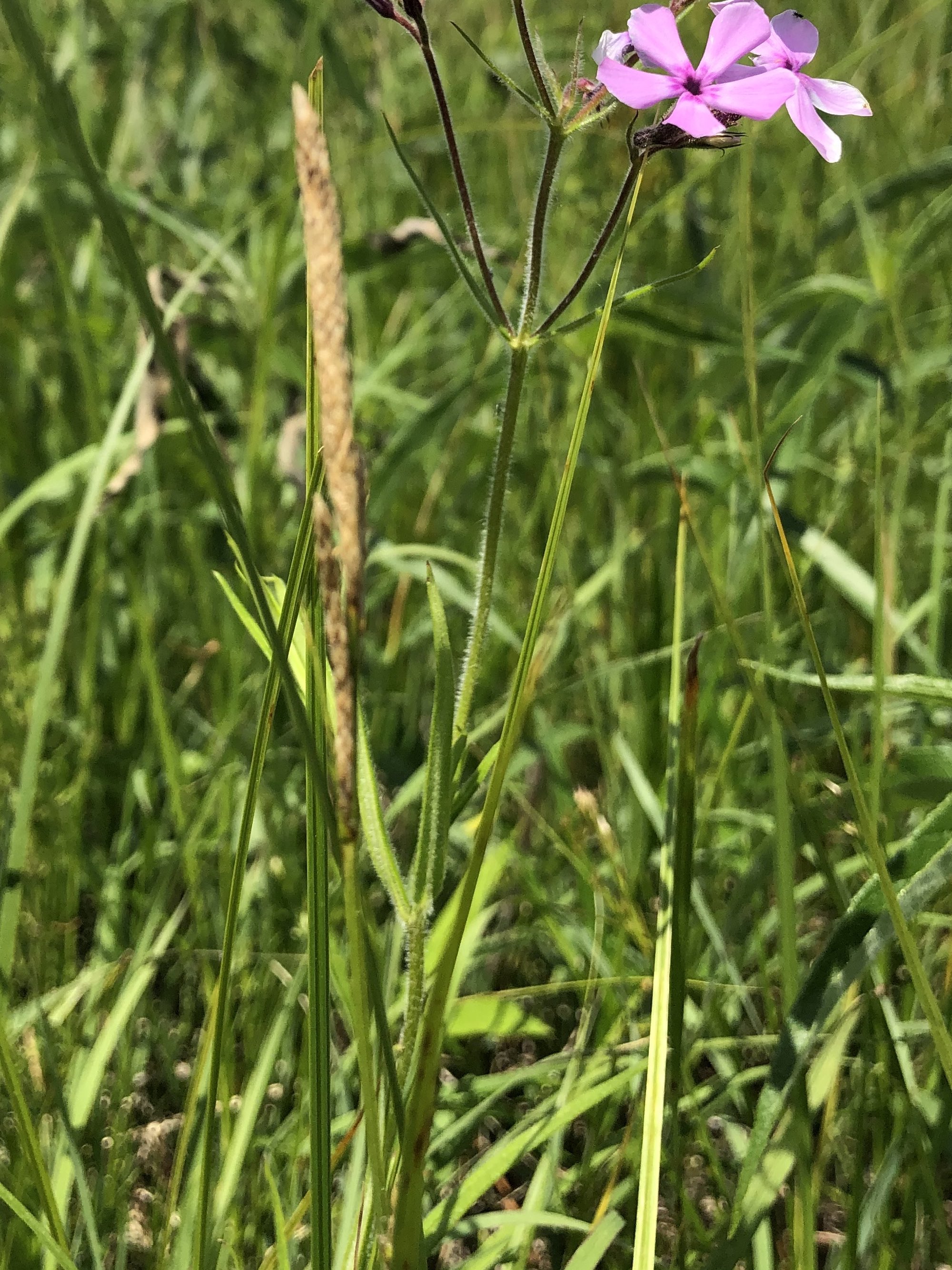 Prairie Phlox stem and leaves in UW Arboretum's Greene Prairie in Madison, Wisconsin on June 1, 2021.