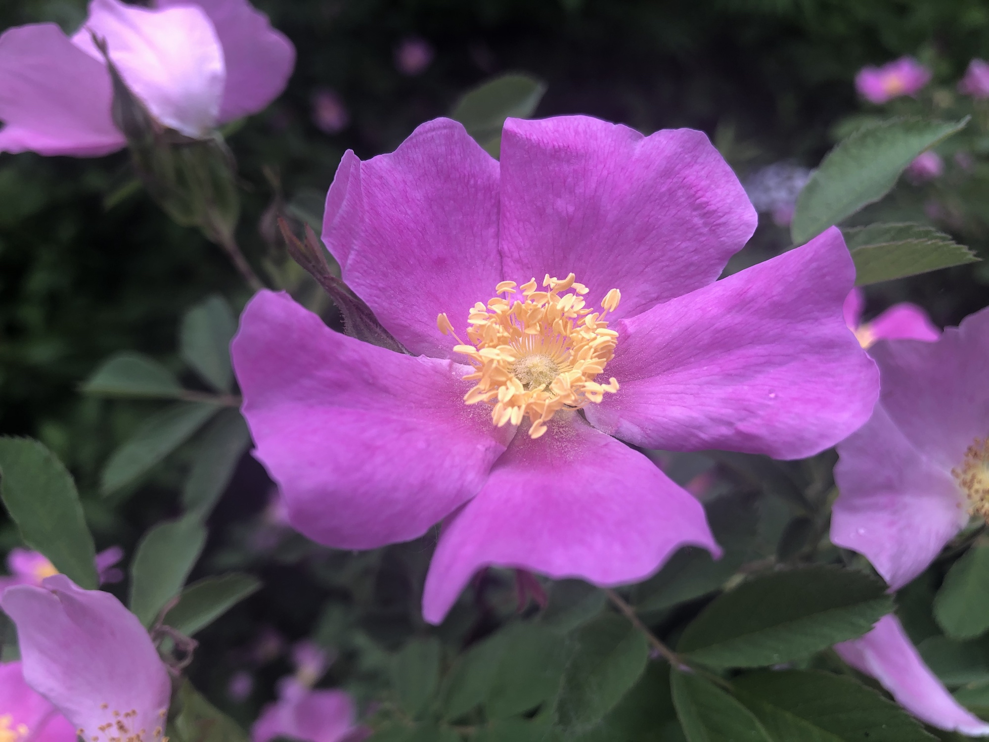 Prarie Rose (Rosa arkansana) by Duck Pond stone wall in Madison, Wisconsin on June 5, 2020.