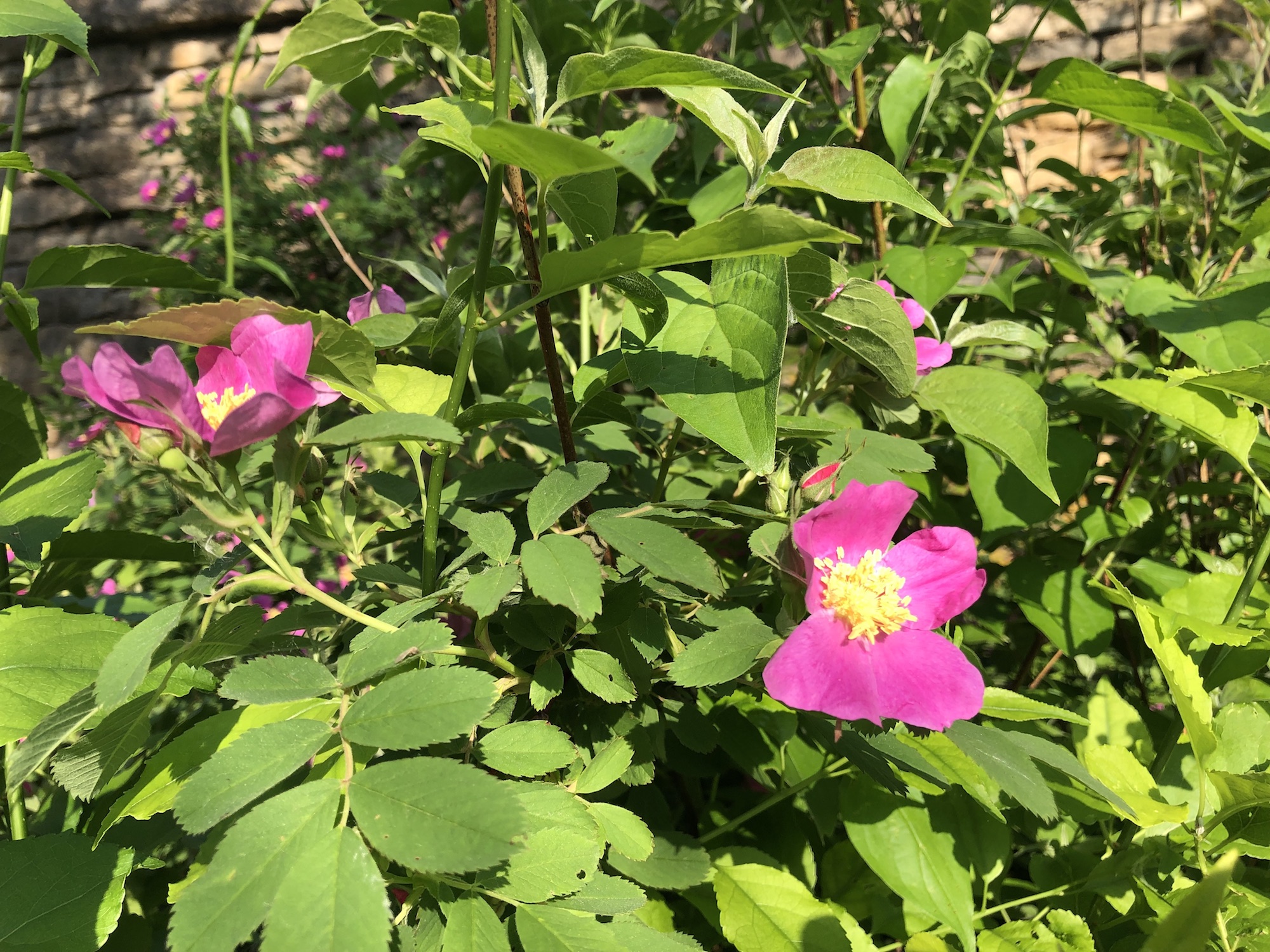 Prairie Rose (Rosa arkansana) at the Duck Pond in Madison, Wisconsin on June 6, 2019.