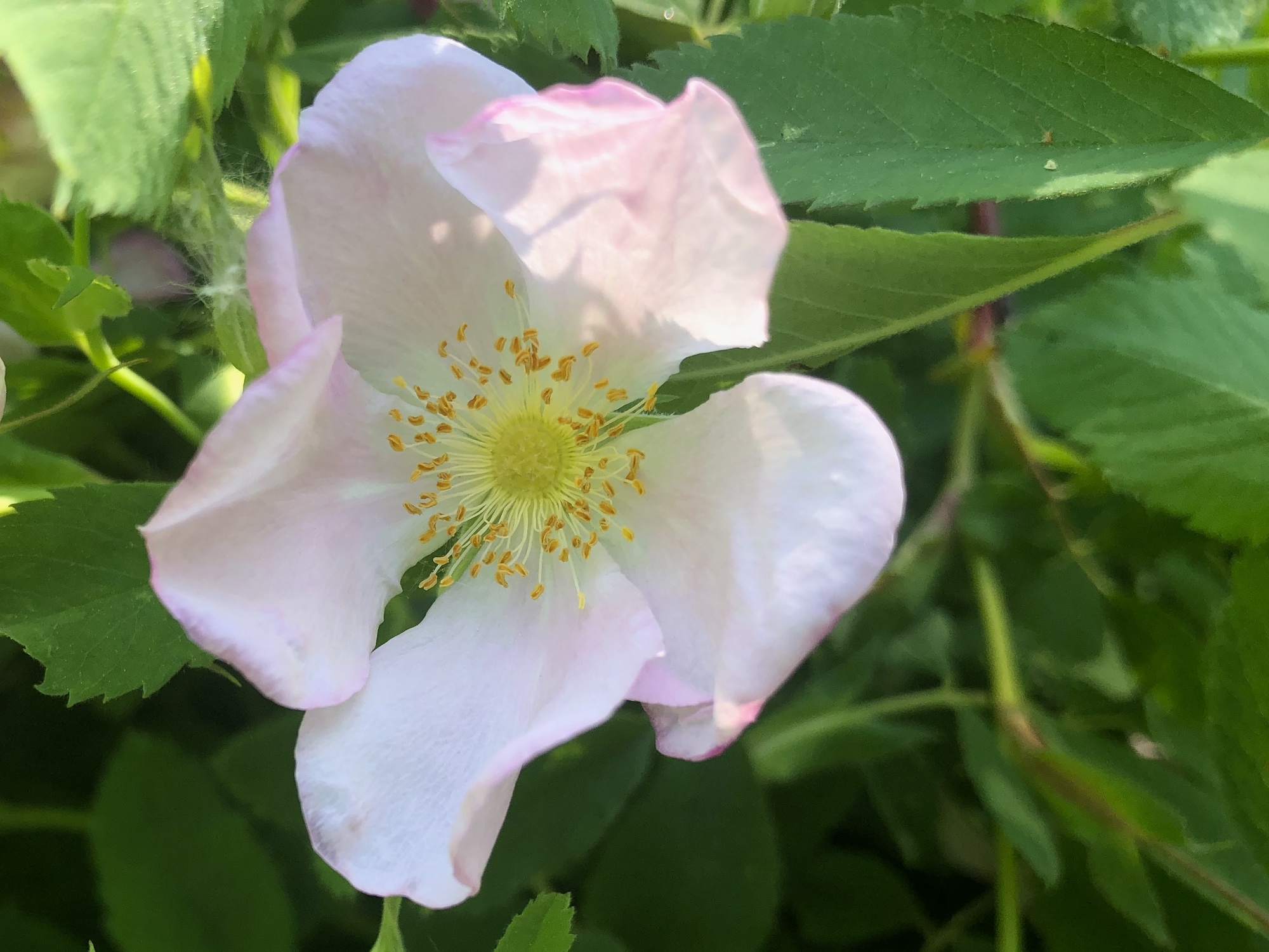 Prairie Rose near Council Ring in the Oak Savanna in Madison, Wisconsin on June 4, 2020.