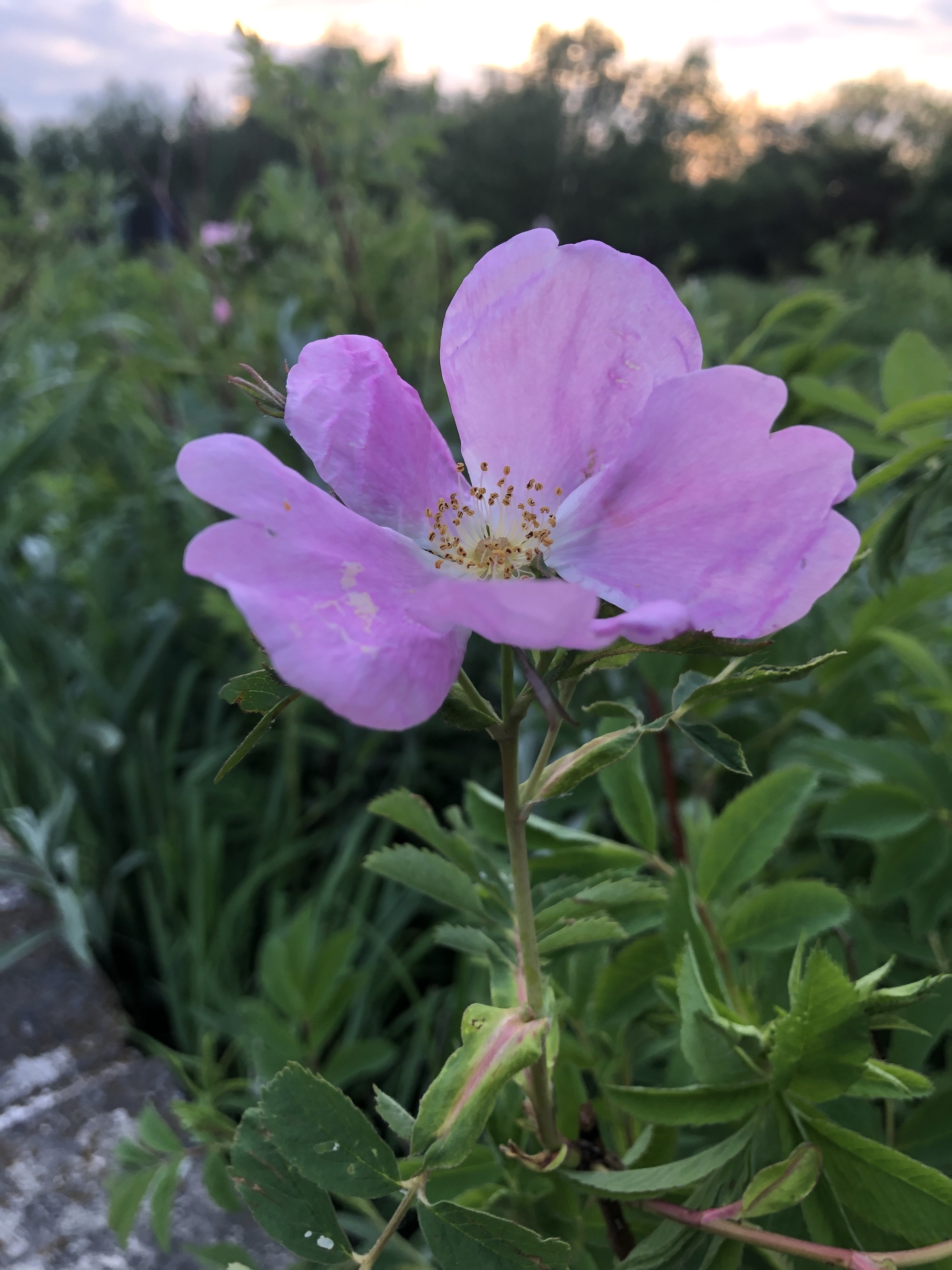 Prairie Rose in UW Arboretum in Madison, Wisconsin on May 24, 2021.
