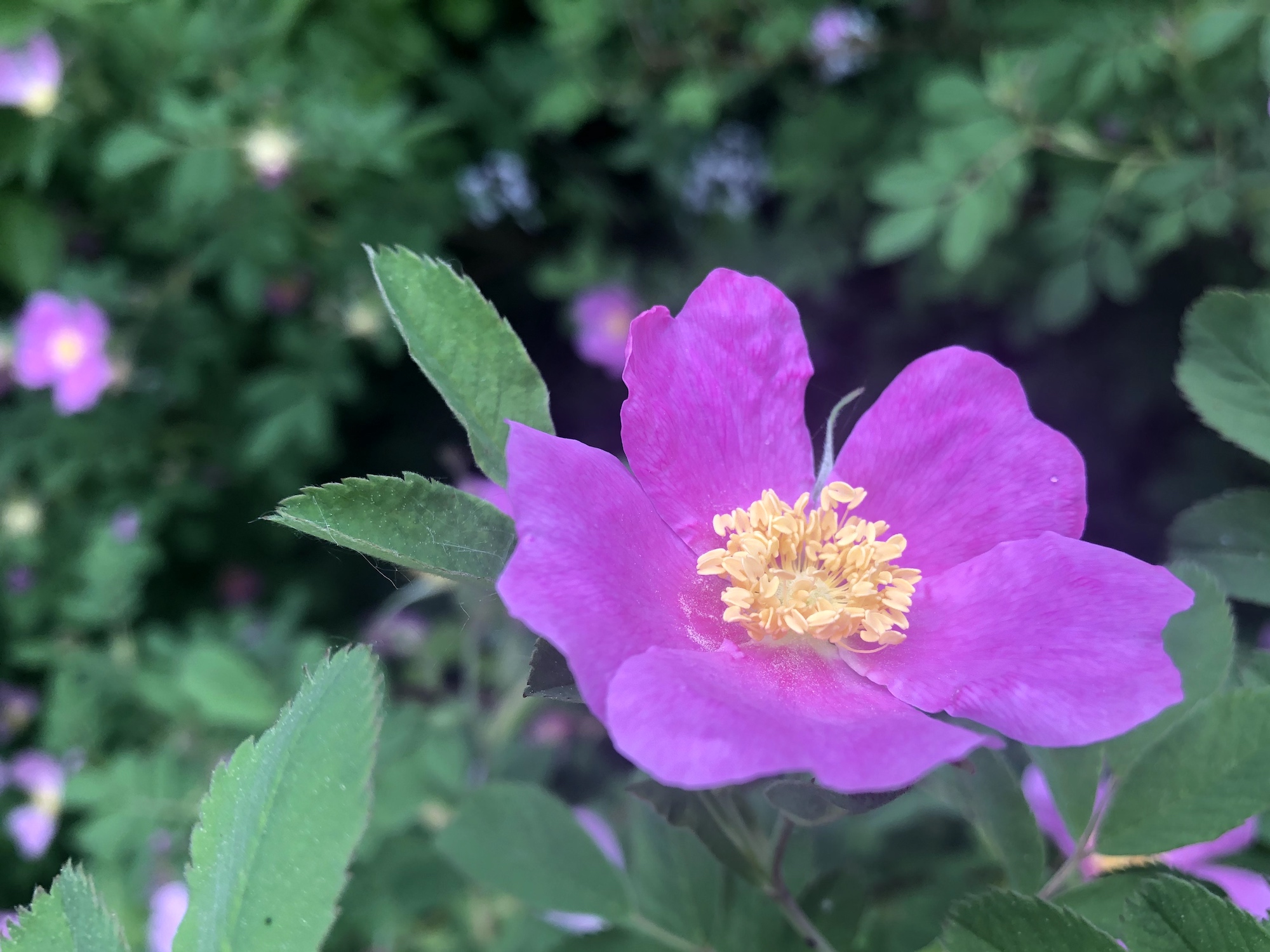 Prarie Rose by Duck Pond (Rosa arkansana) stone wall in Madison, Wisconsin on June 5, 2020.