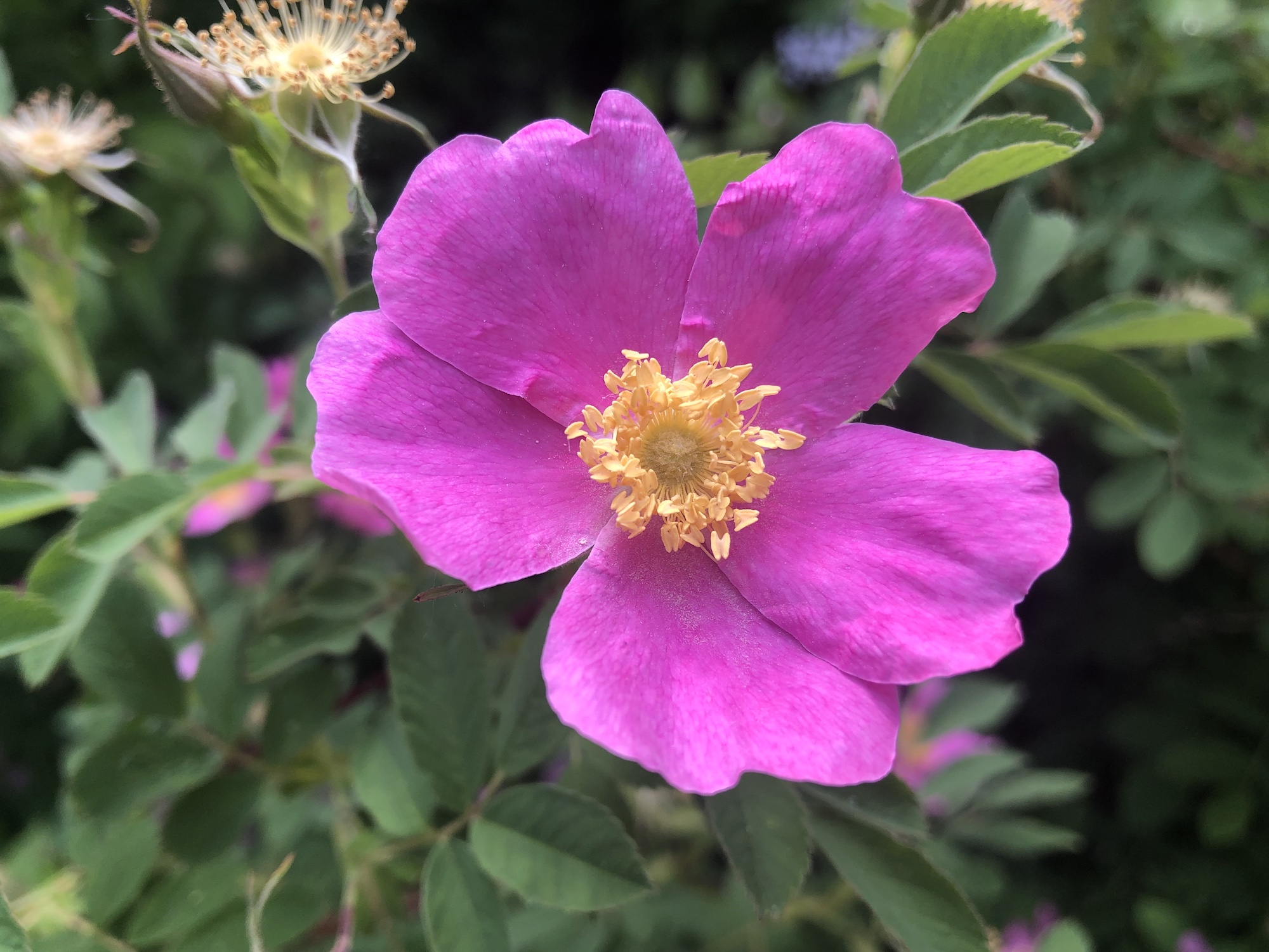 Prairie Rose (Rosa arkansana) by Duck Pond stone wall in Madison, Wisconsin on June 7, 2020.