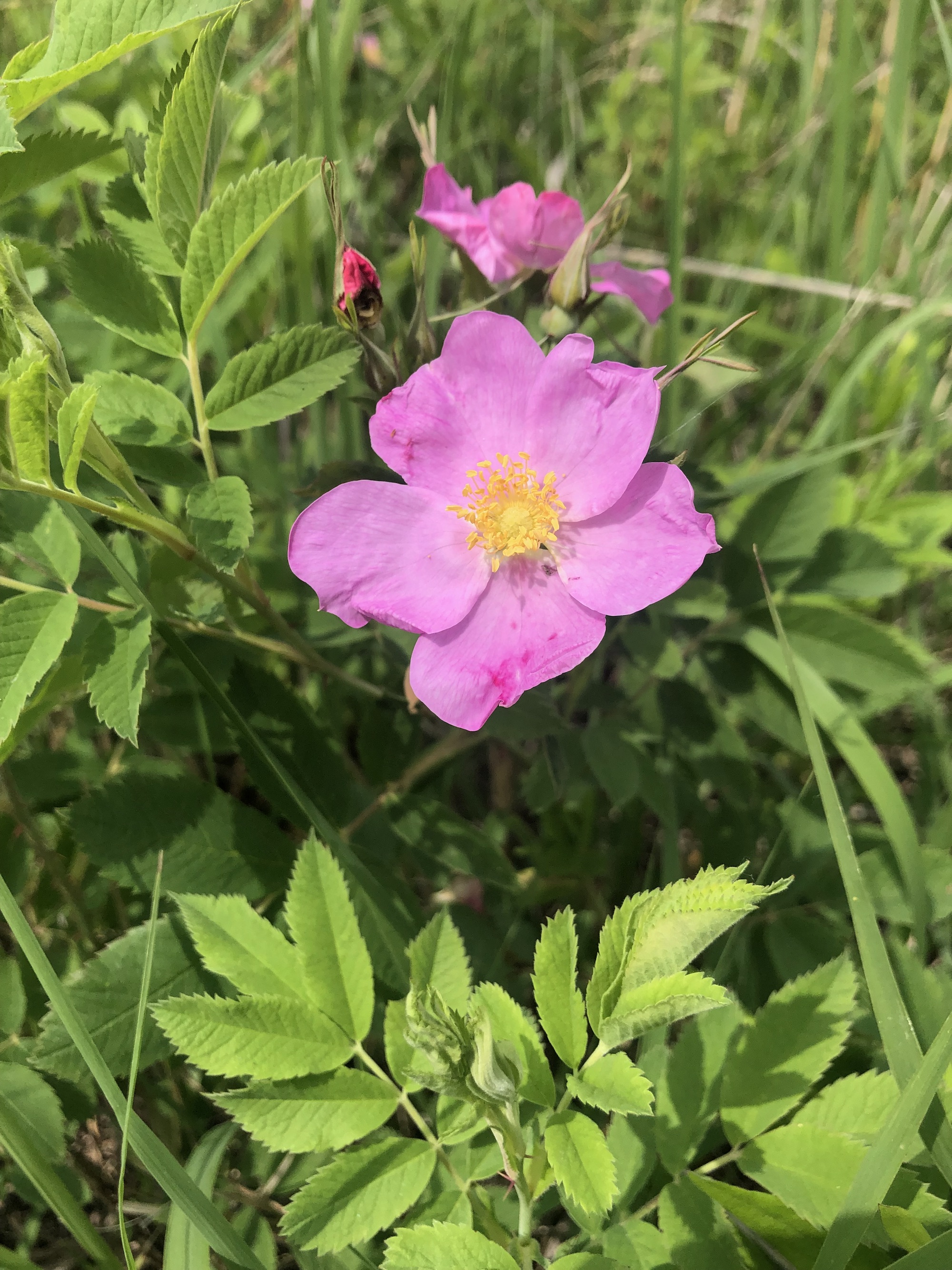 Prairie Rose in the Curtis Prairie in the University of Wisconsin-Madison Arboretum in Madison, Wisconsin on June 7, 2022.