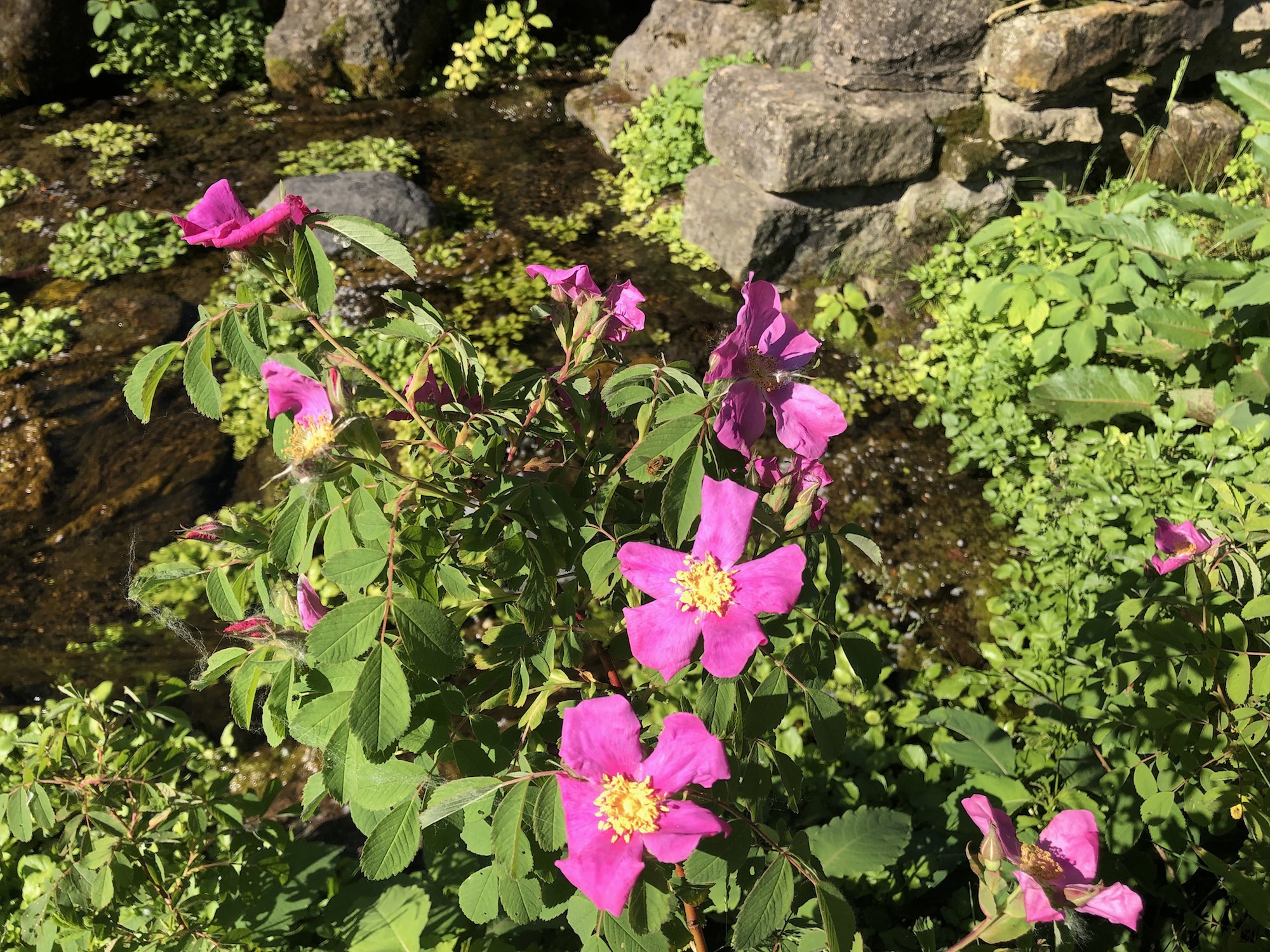 Prairie Rose (Rosa arkansana) at the Duck Pond in Madison, Wisconsin on June 8, 2019.