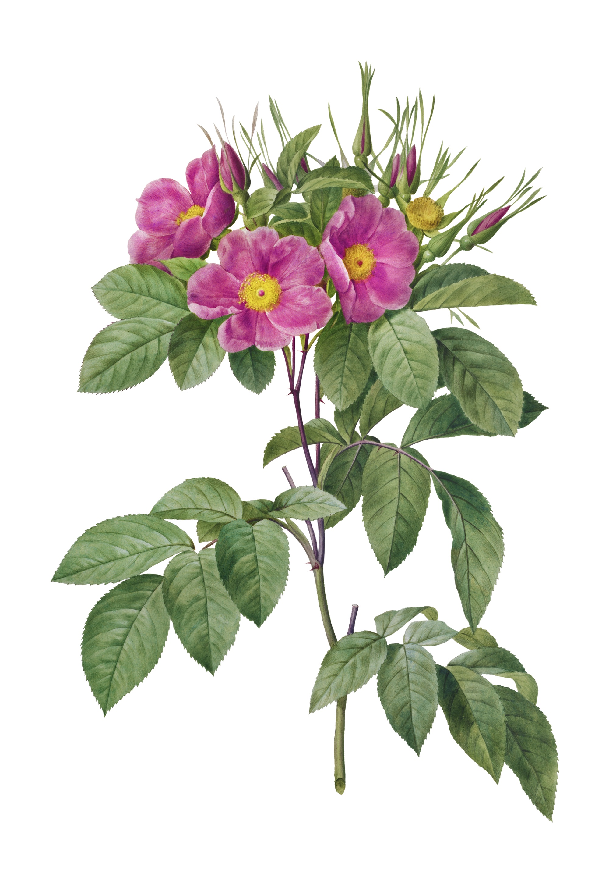 Wild Rose (Rosa carolina) botonical illustration.