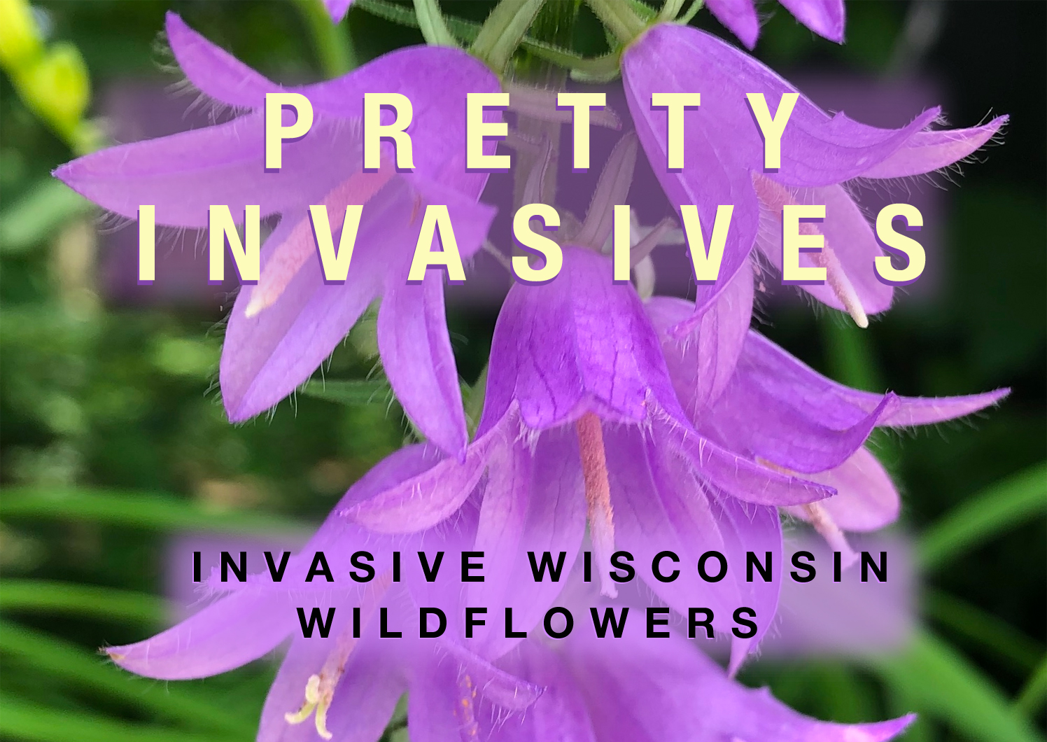 Pretty Wisconsin invasive wildflowers.