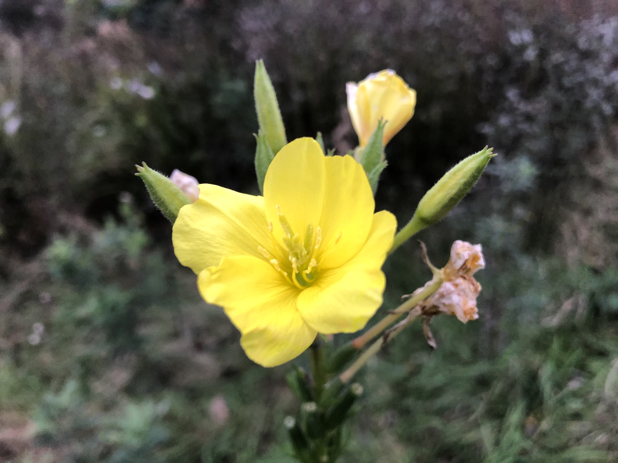 Evening Primrose along shore of the Retaining Pond on the corner of Nakoma Road and  Manitou Way on October 16, 2019.