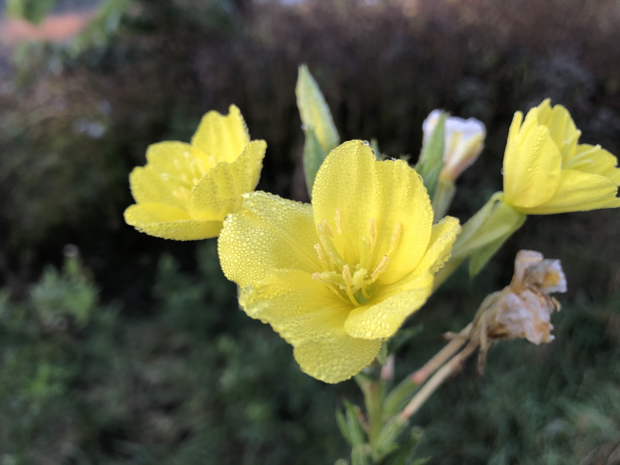 Evening Primrose along shore of the Retaining Pond on the corner of Nakoma Road and  Manitou Way on October 18, 2019.