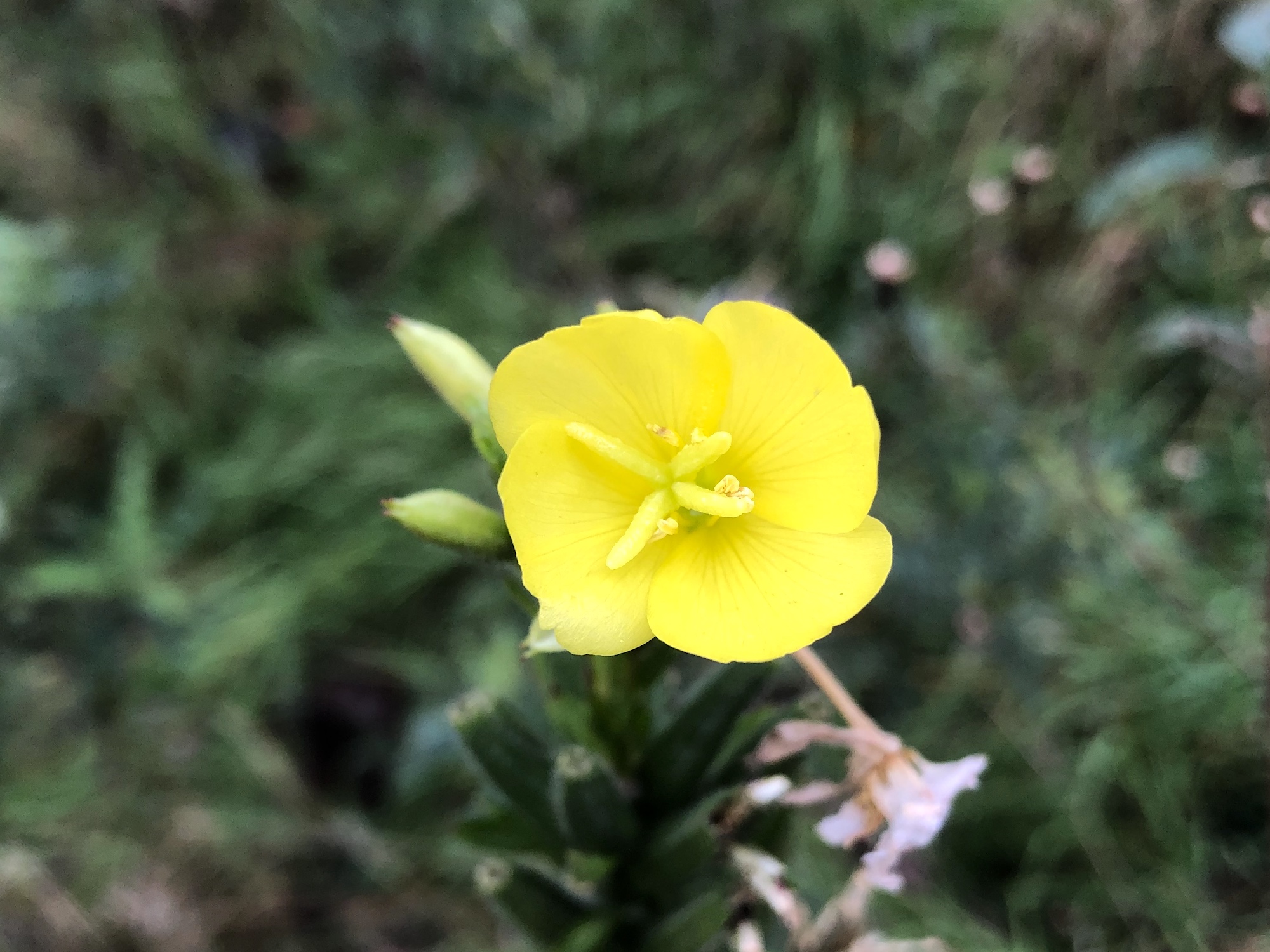 Evening Primrose along shore of the Retaining Pond on the corner of Nakoma Road and  Manitou Way on October 20, 2019.