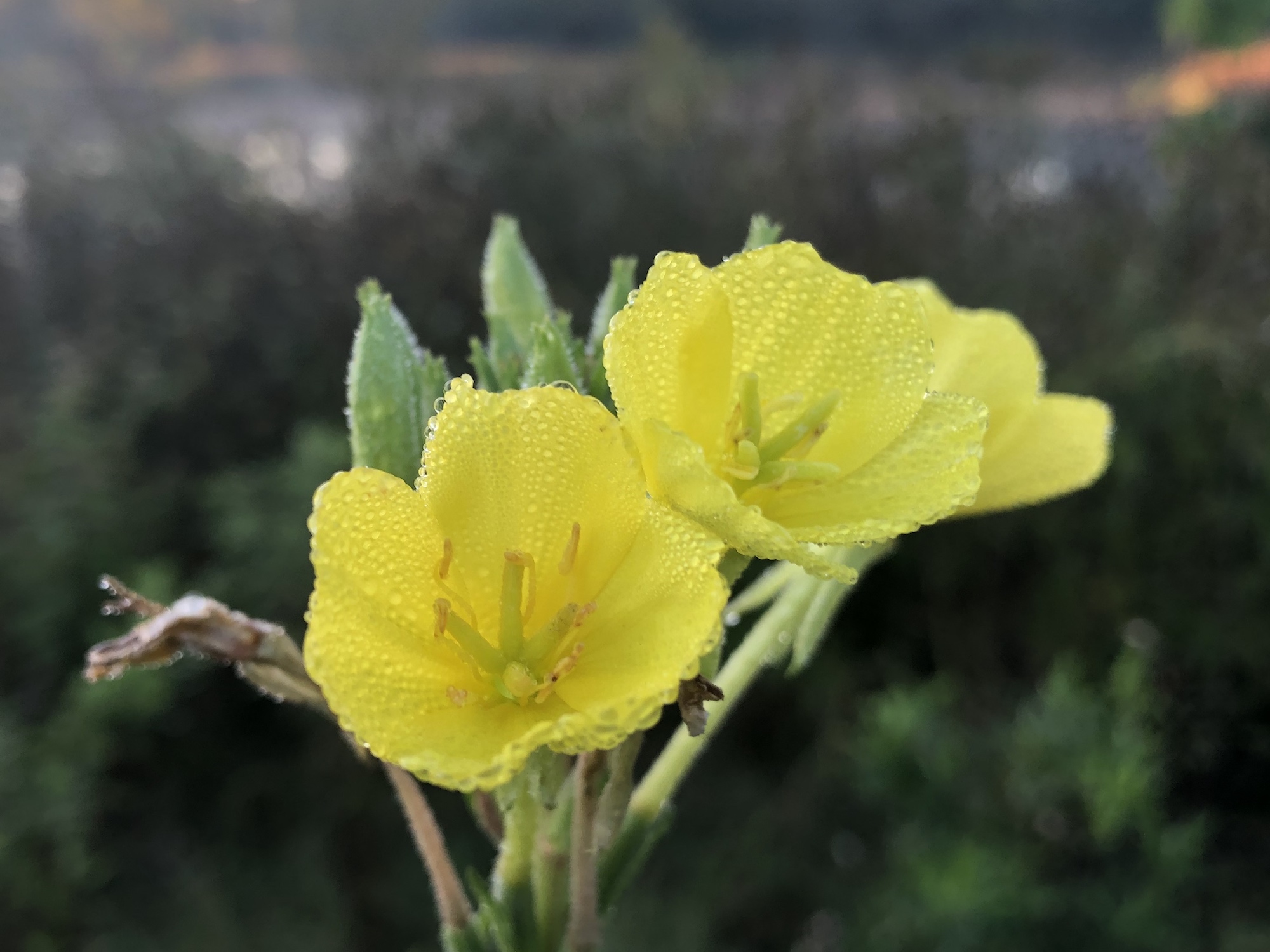 Evening Primrose along shore of the Retaining Pond on the corner of Nakoma Road and  Manitou Way on October 8, 2019.