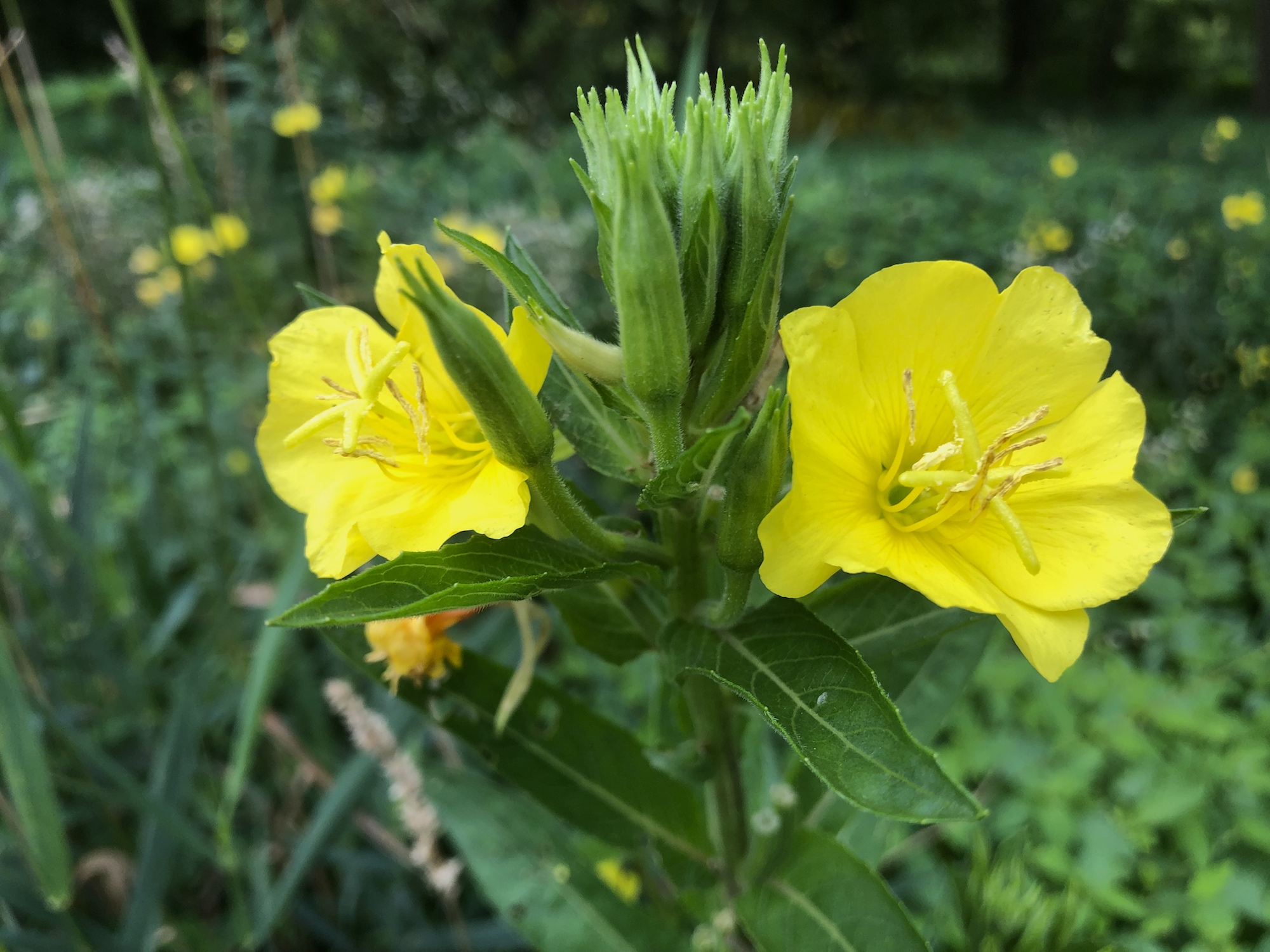 Evening Primrose on shore of Marion Dunn Pond on August 21, 2019.