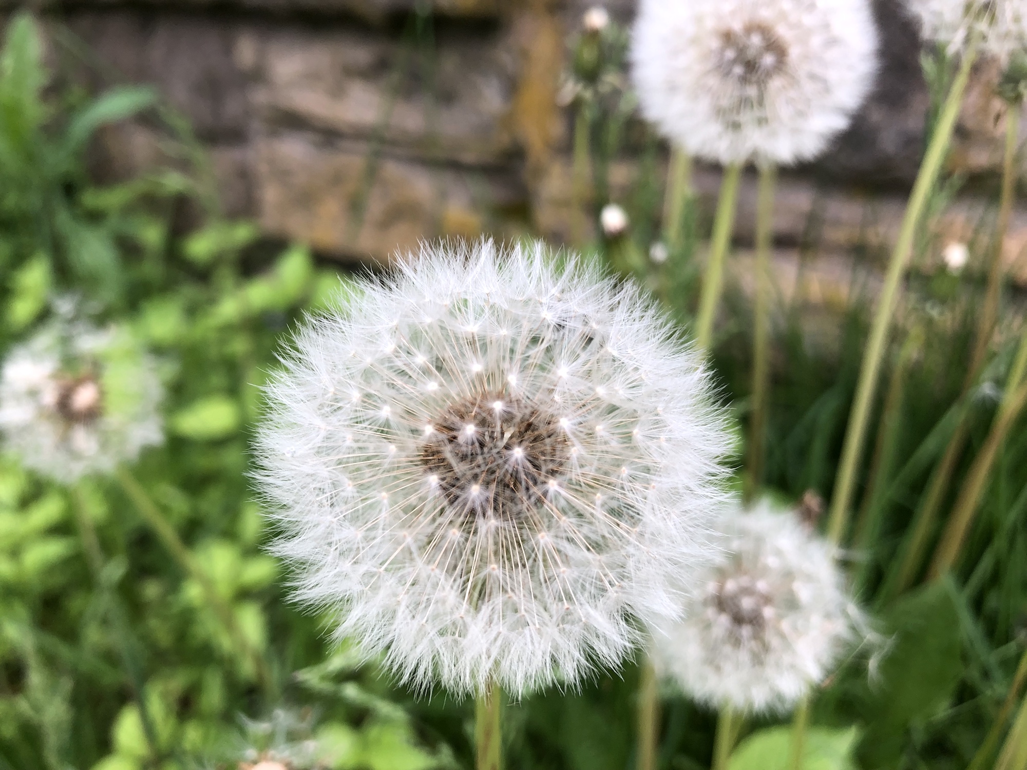 Dandelion puffballs near Duck Pond wall on May 30, 2019.