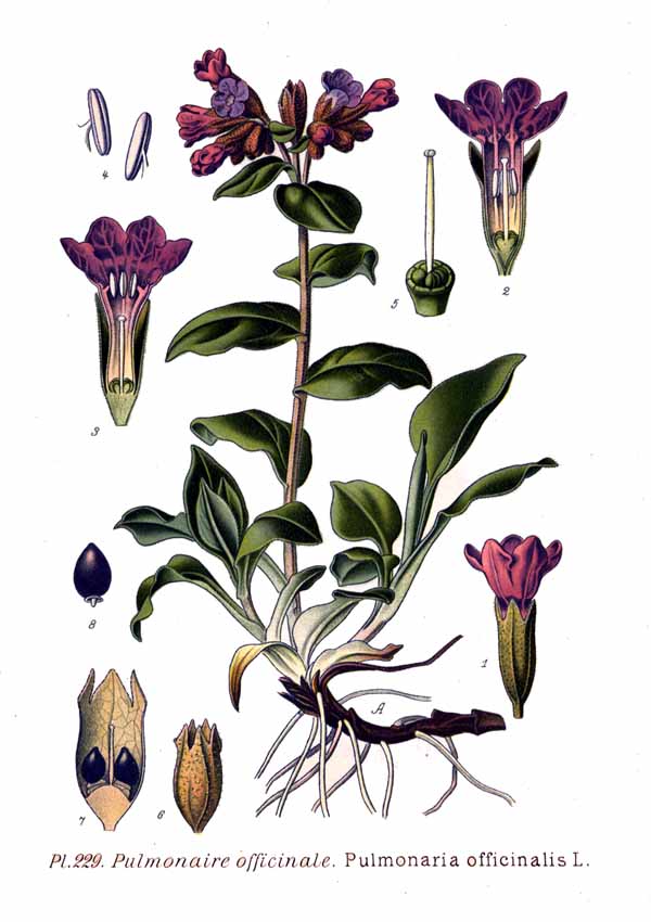 Common lungwort botanical illustration circa 1881.